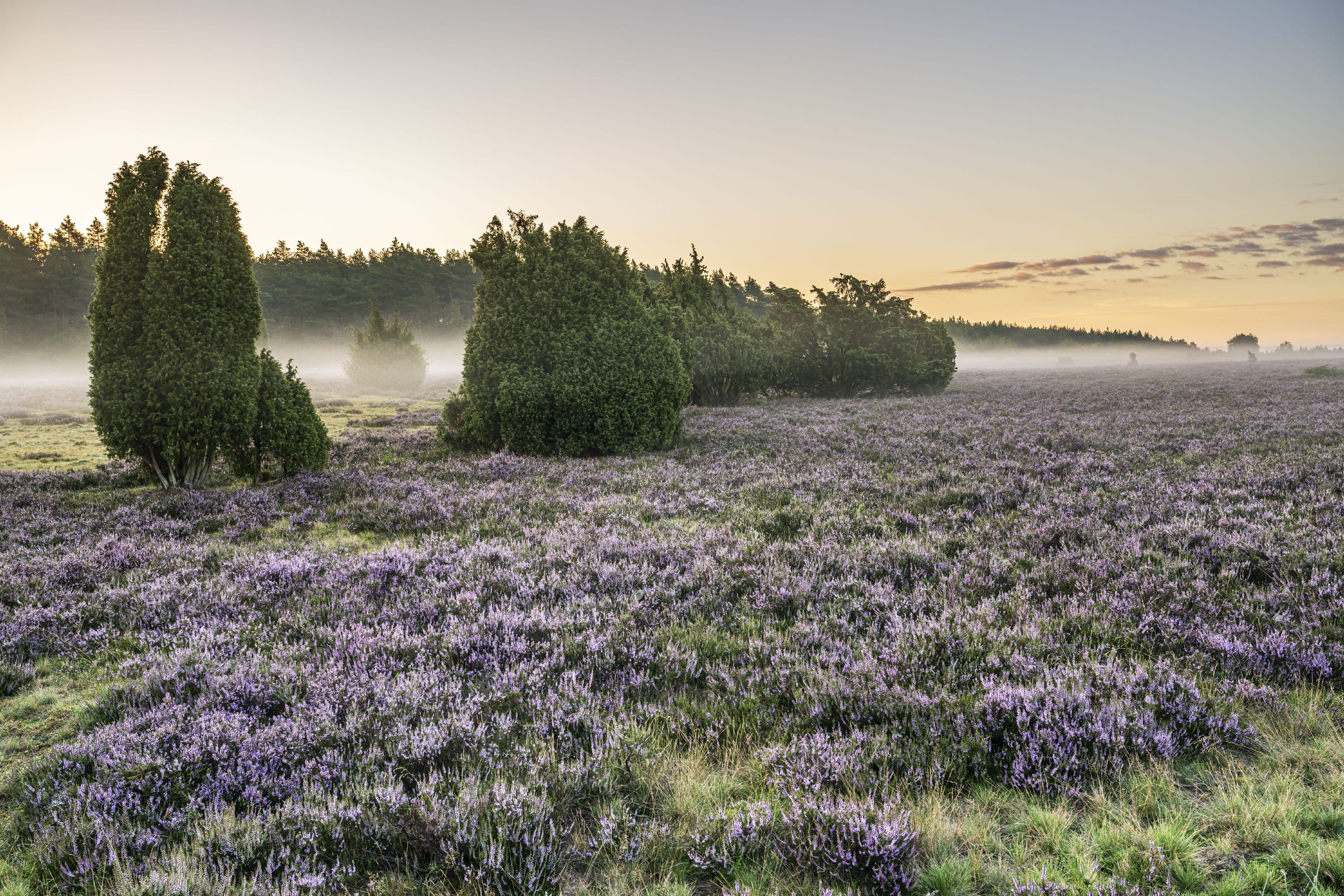 Wandern im Sonnenaufgang durch die blühende Heidefläche