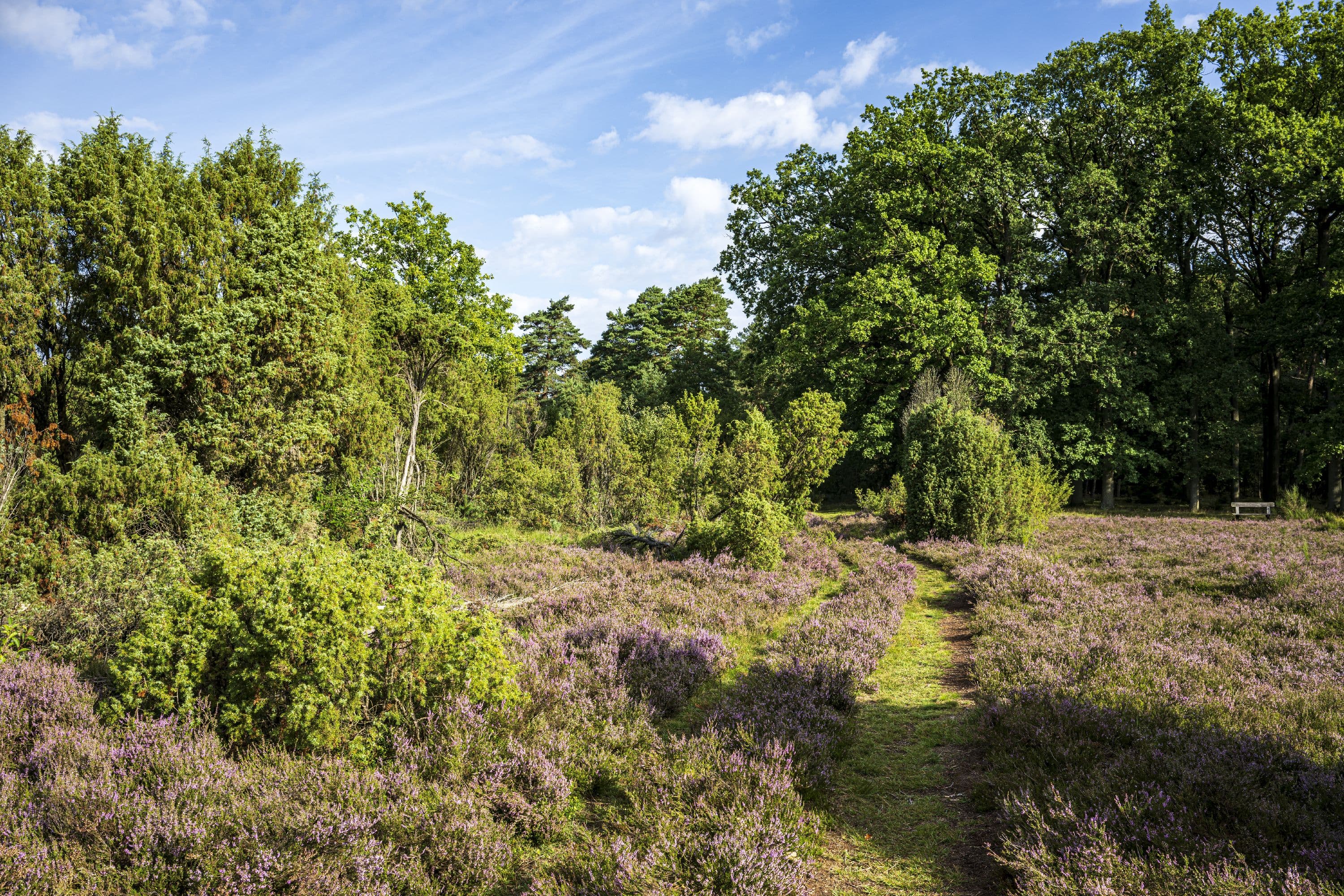 Knorrige Wacholder im Wacholderwald Schmarbeck