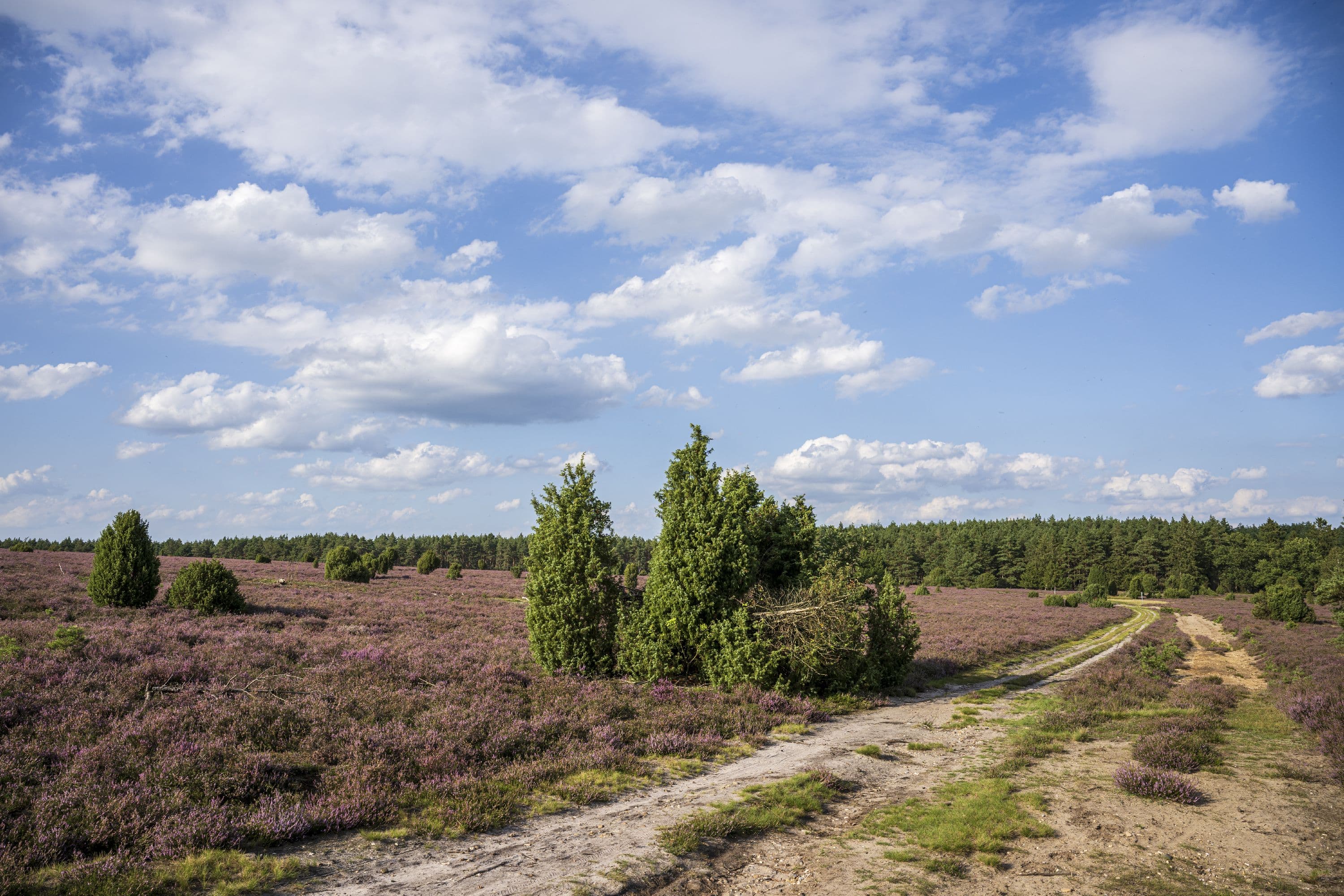 Hausselberg Mueden Suedheide Heidebluete