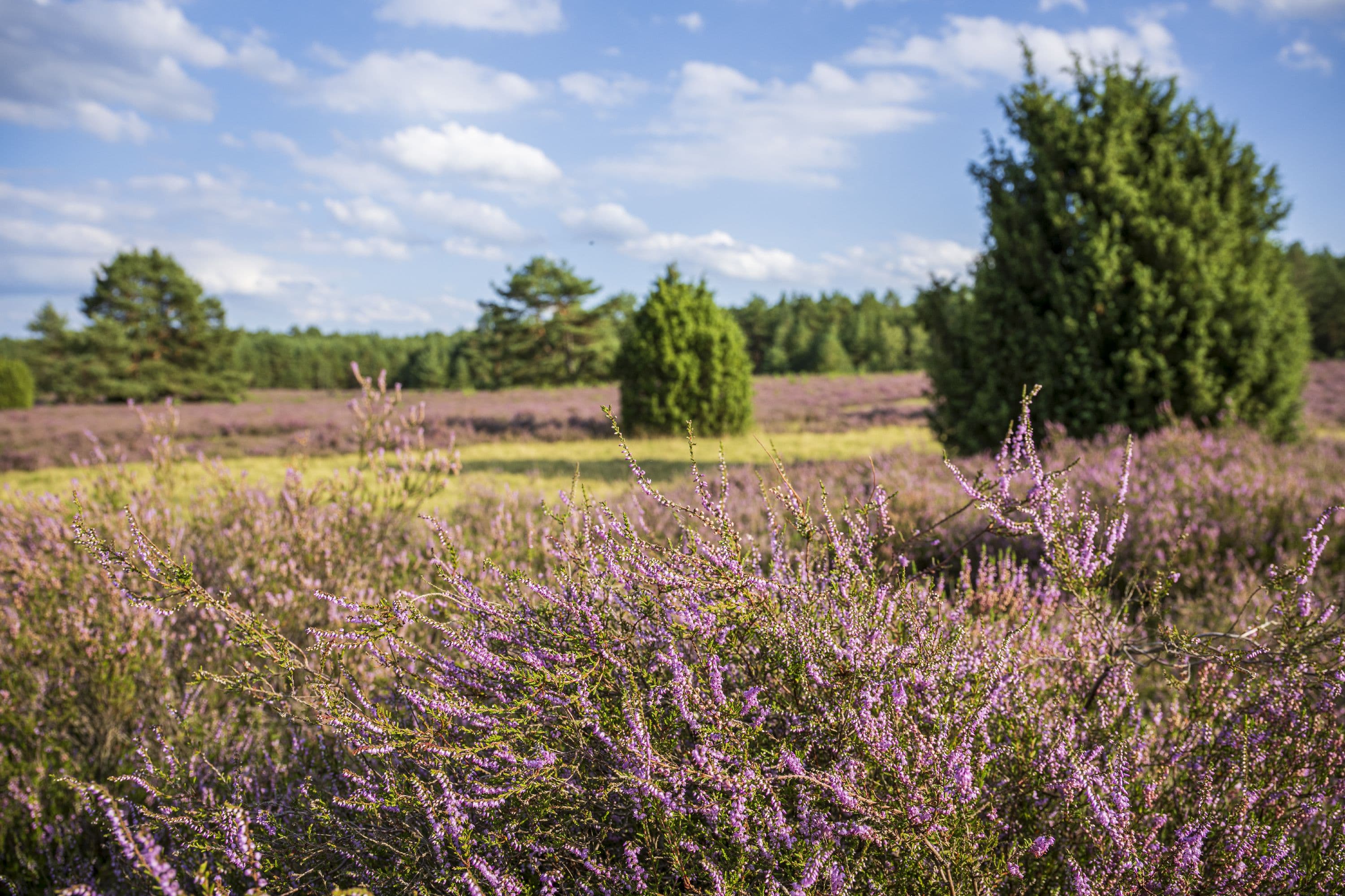 Heideblüte am Haußelberg