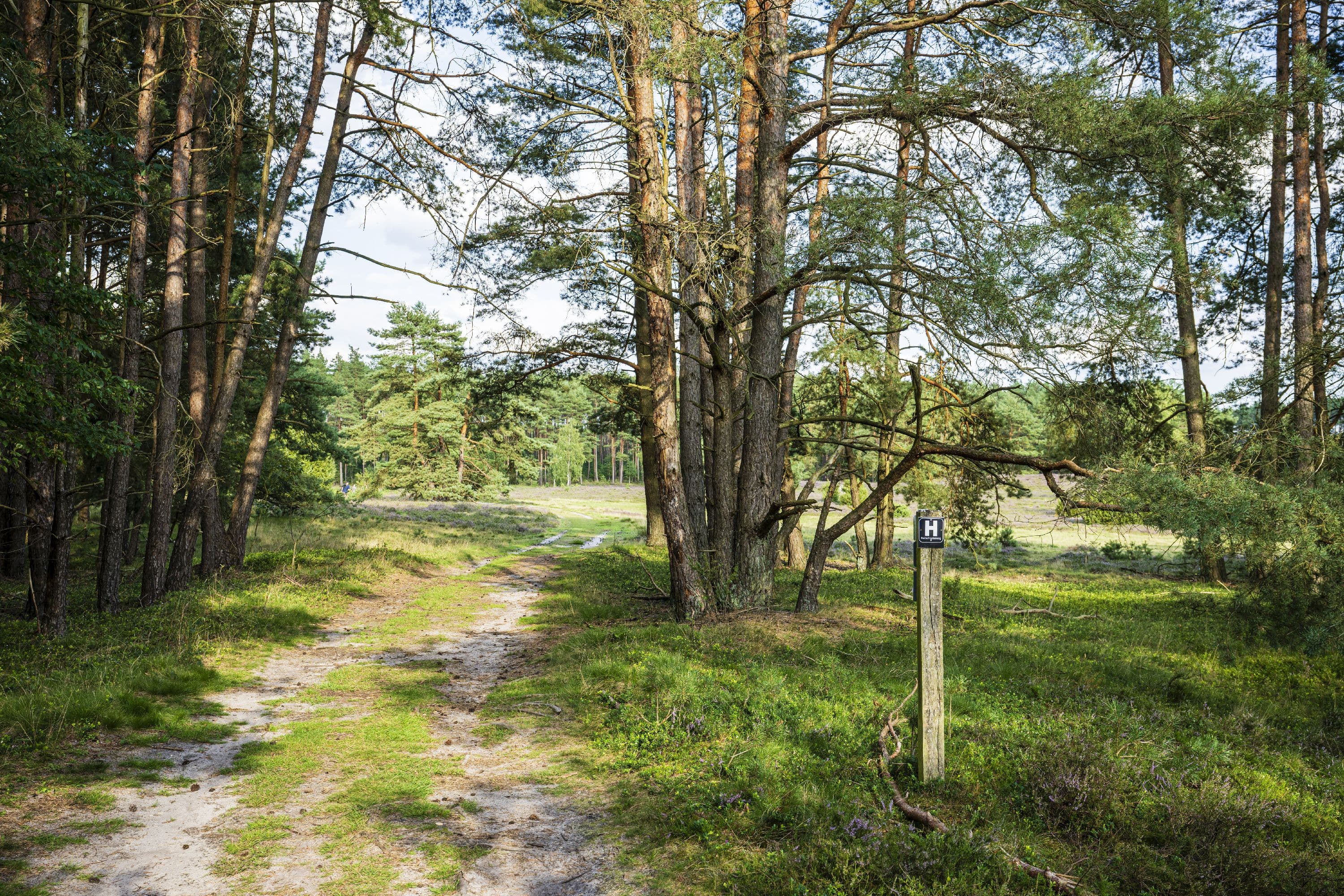 Hausselberg Mueden Suedheide Heidebluete