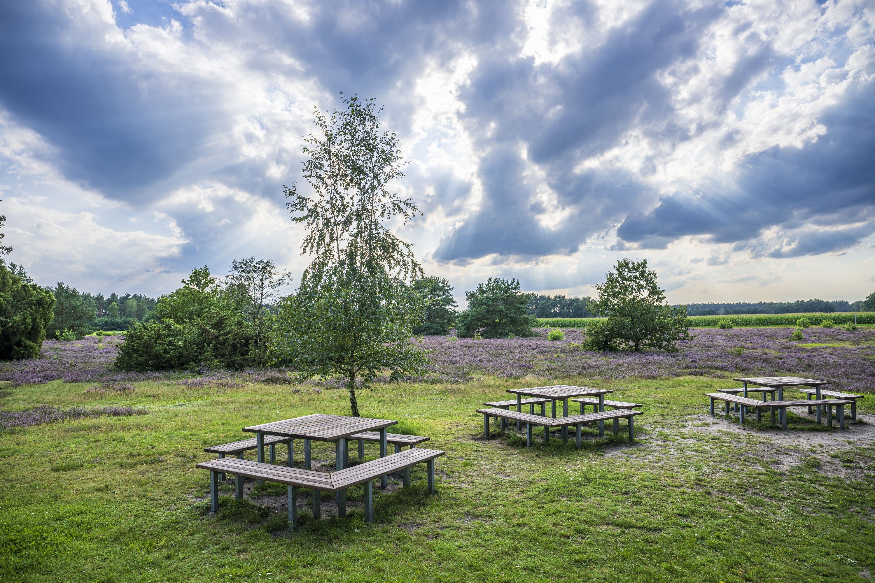 Hausselberg Mueden Suedheide Heidebluete