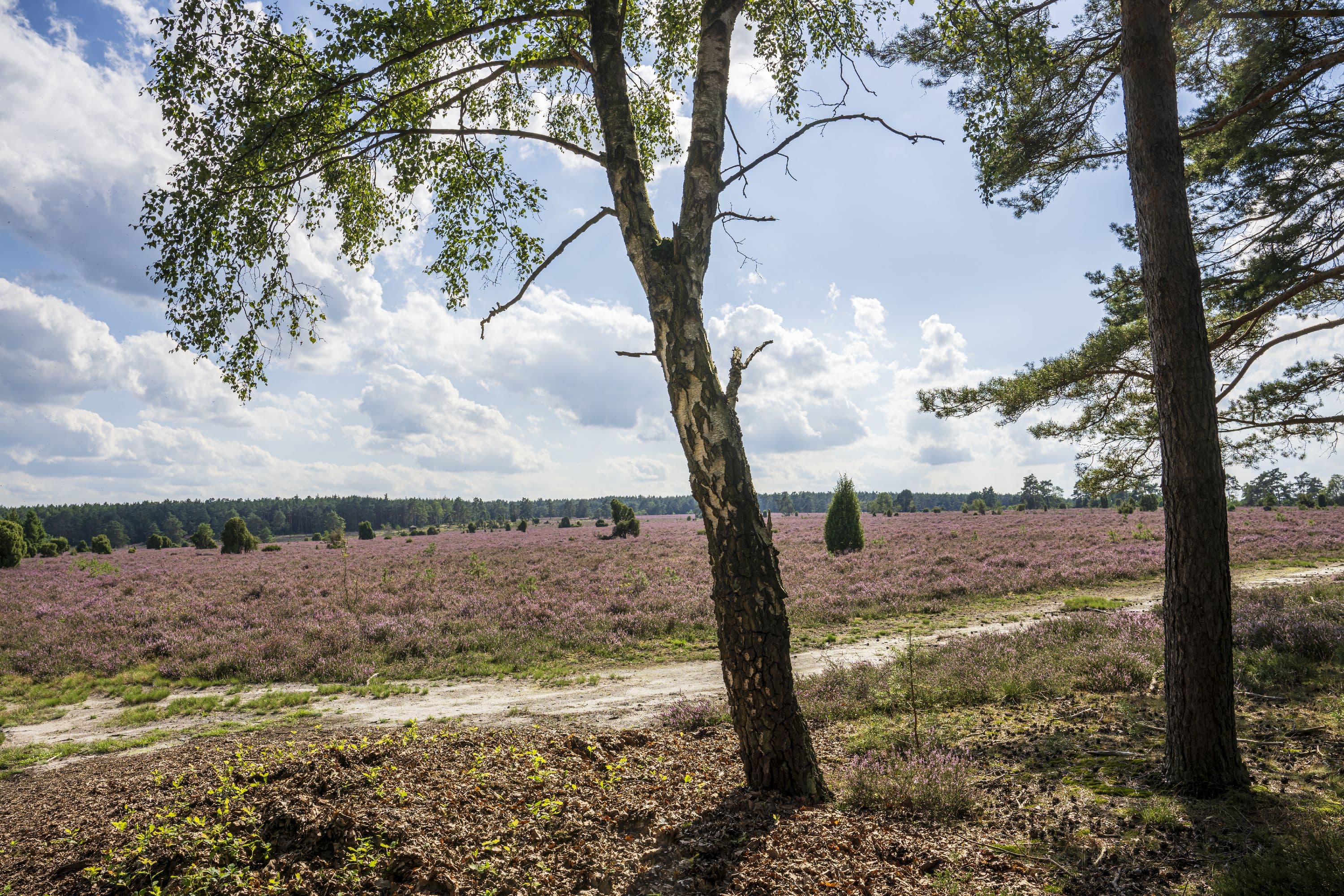 Heidefläche am Haußelberg zur Heideblüte