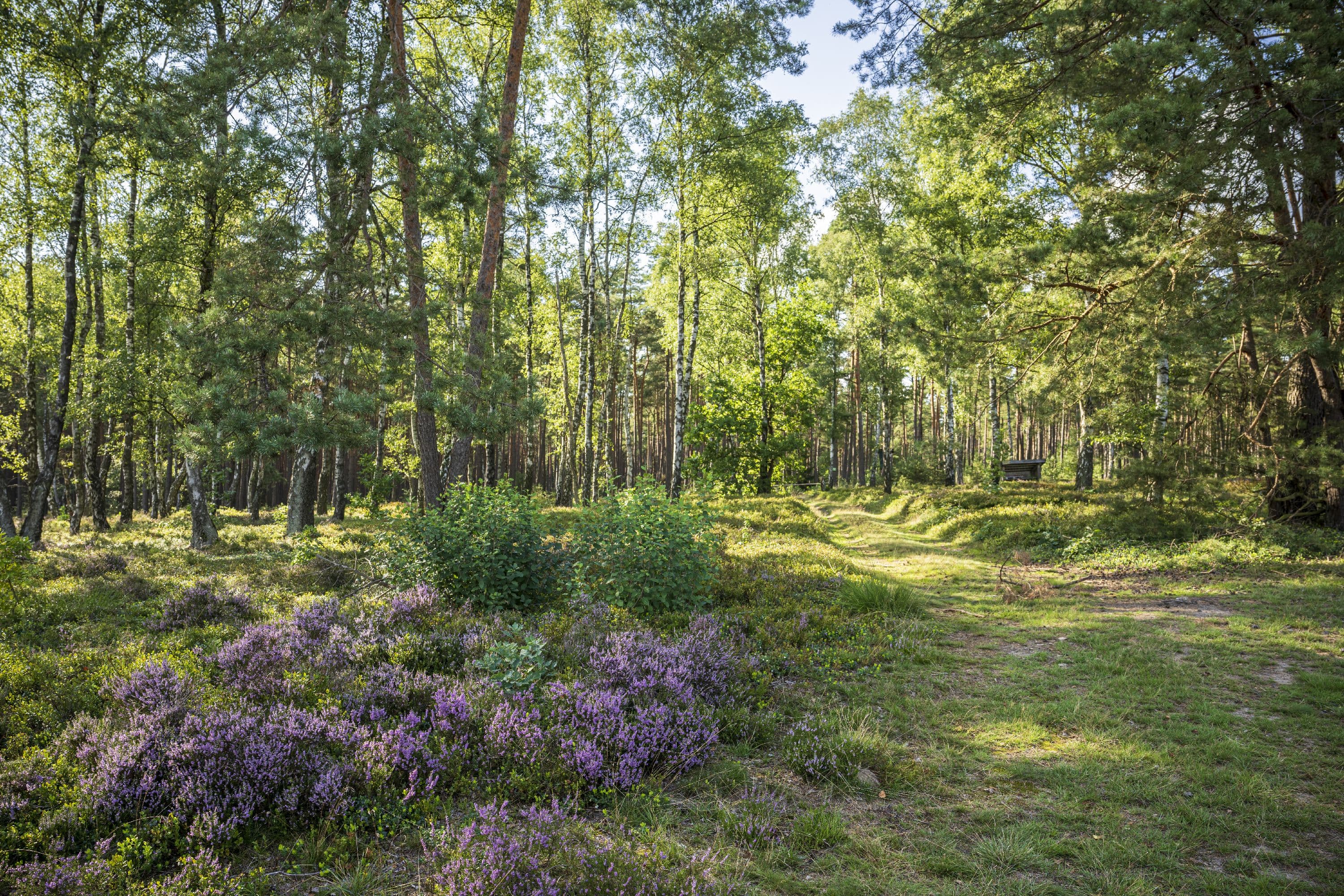 Vielseitige Landschaft am Haußelberg