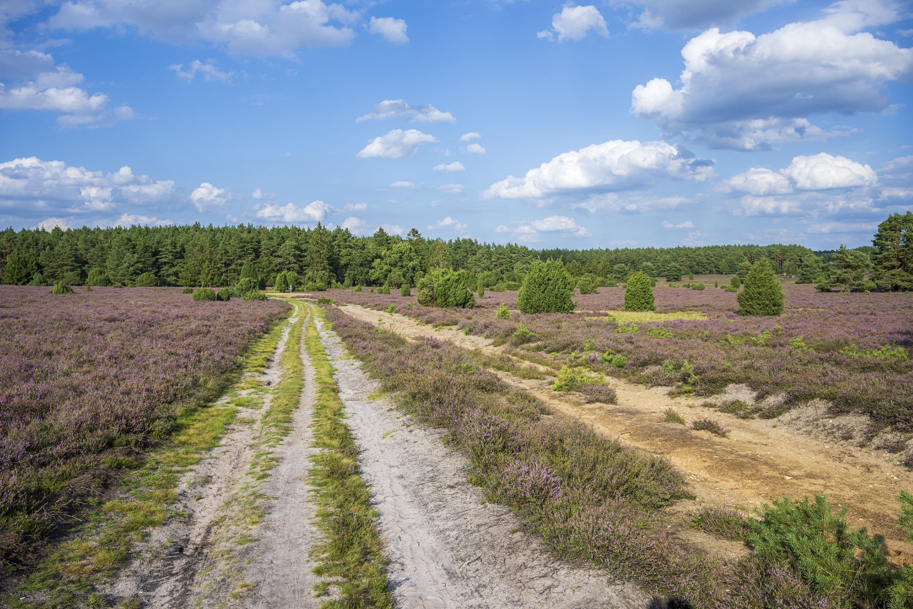 Wanderweg durch die blühende Heide