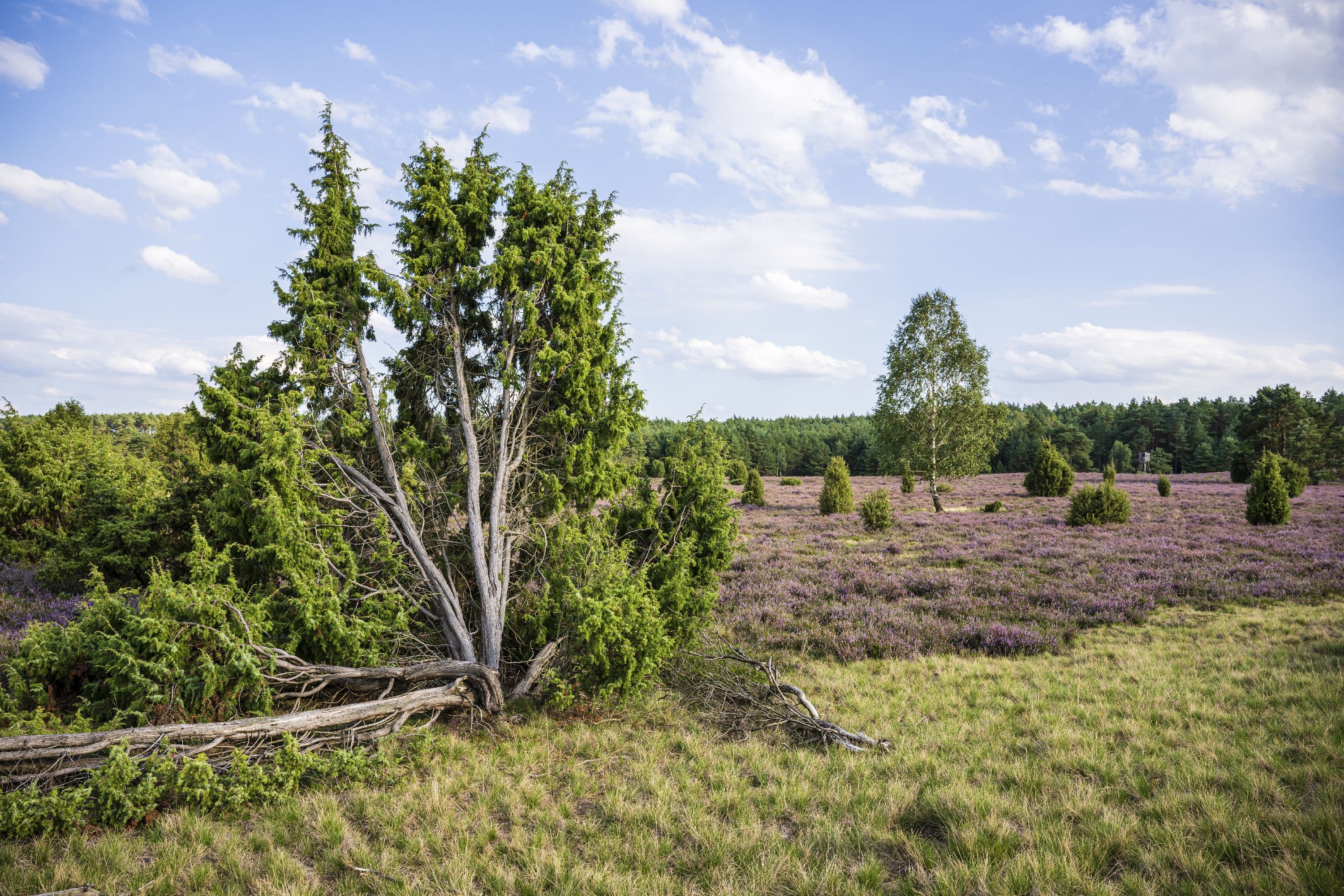 Blühende Heidefläche am Haußelberg