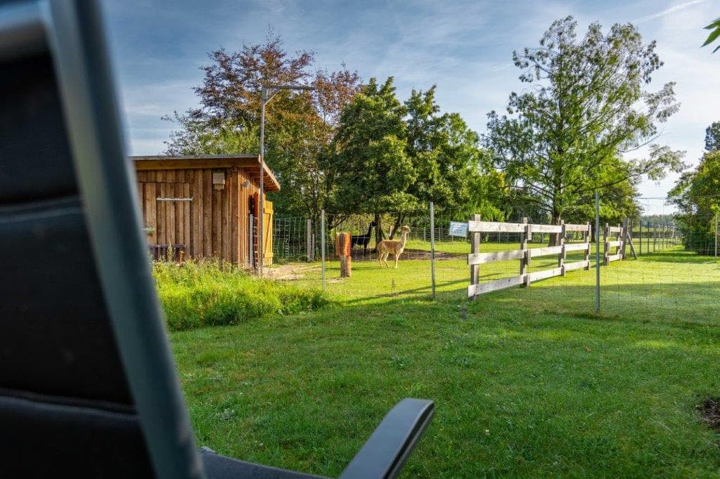 Alpakas an der Ferienwohnung Böttcher in Wietze