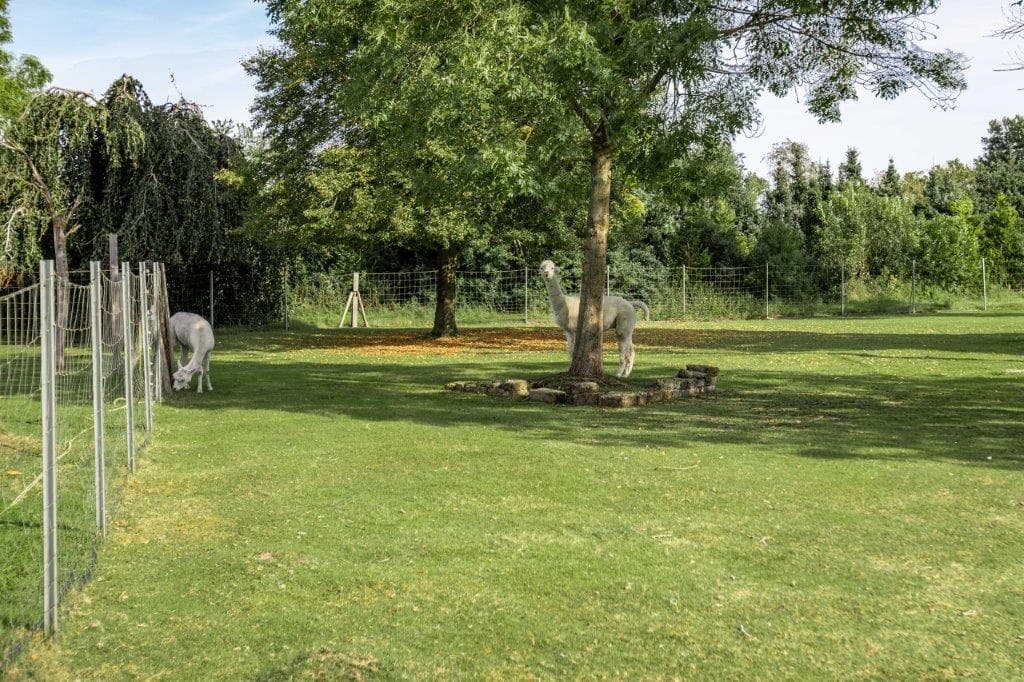 Alpakas an der Ferienwohnung Böttcher in Wietze