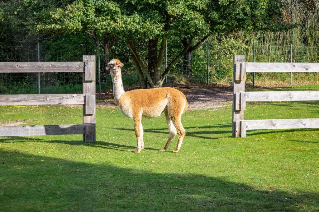 Alpakas an der Ferienwohnung Böttcher in Wietze