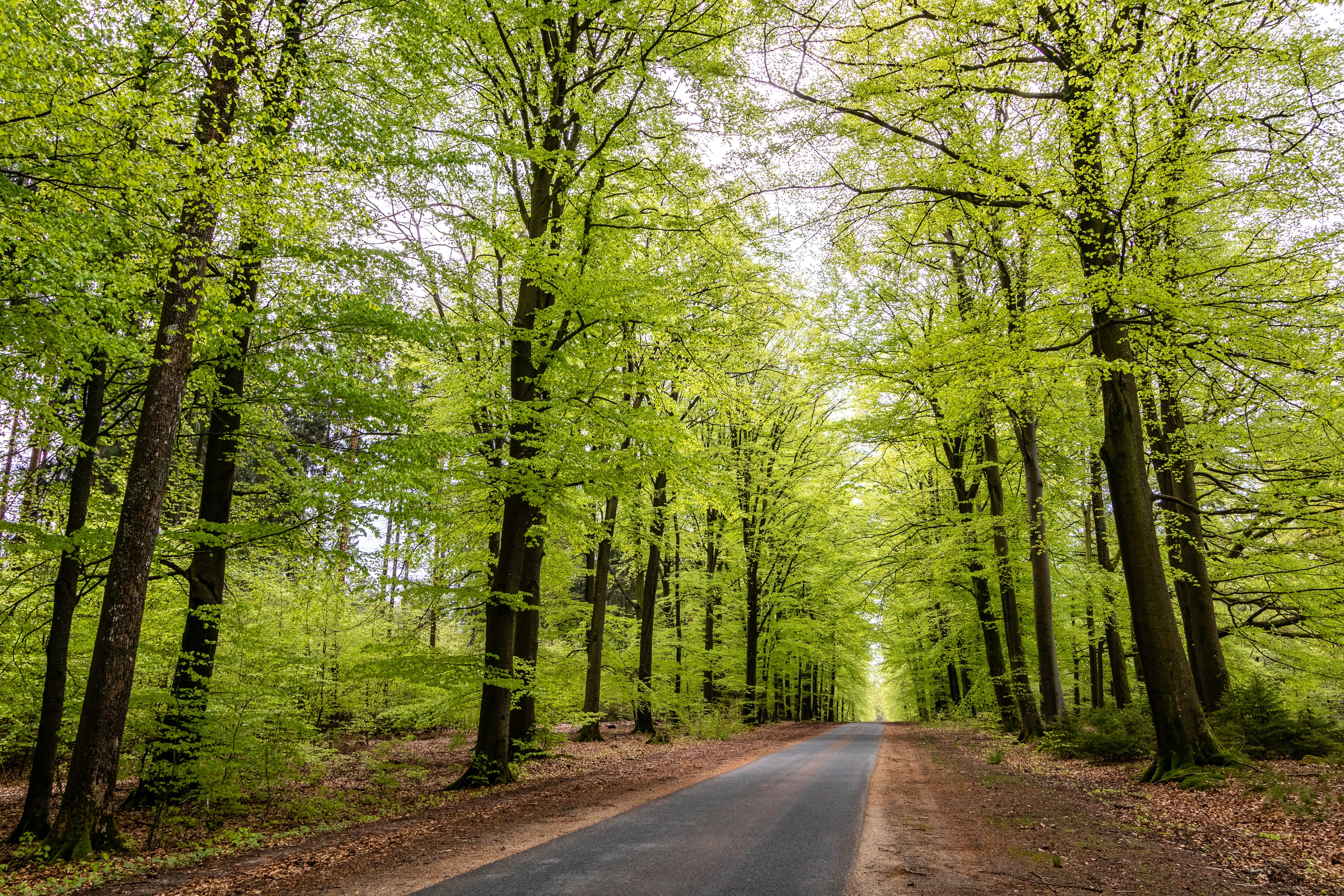 Bispingen Wilsede Wald