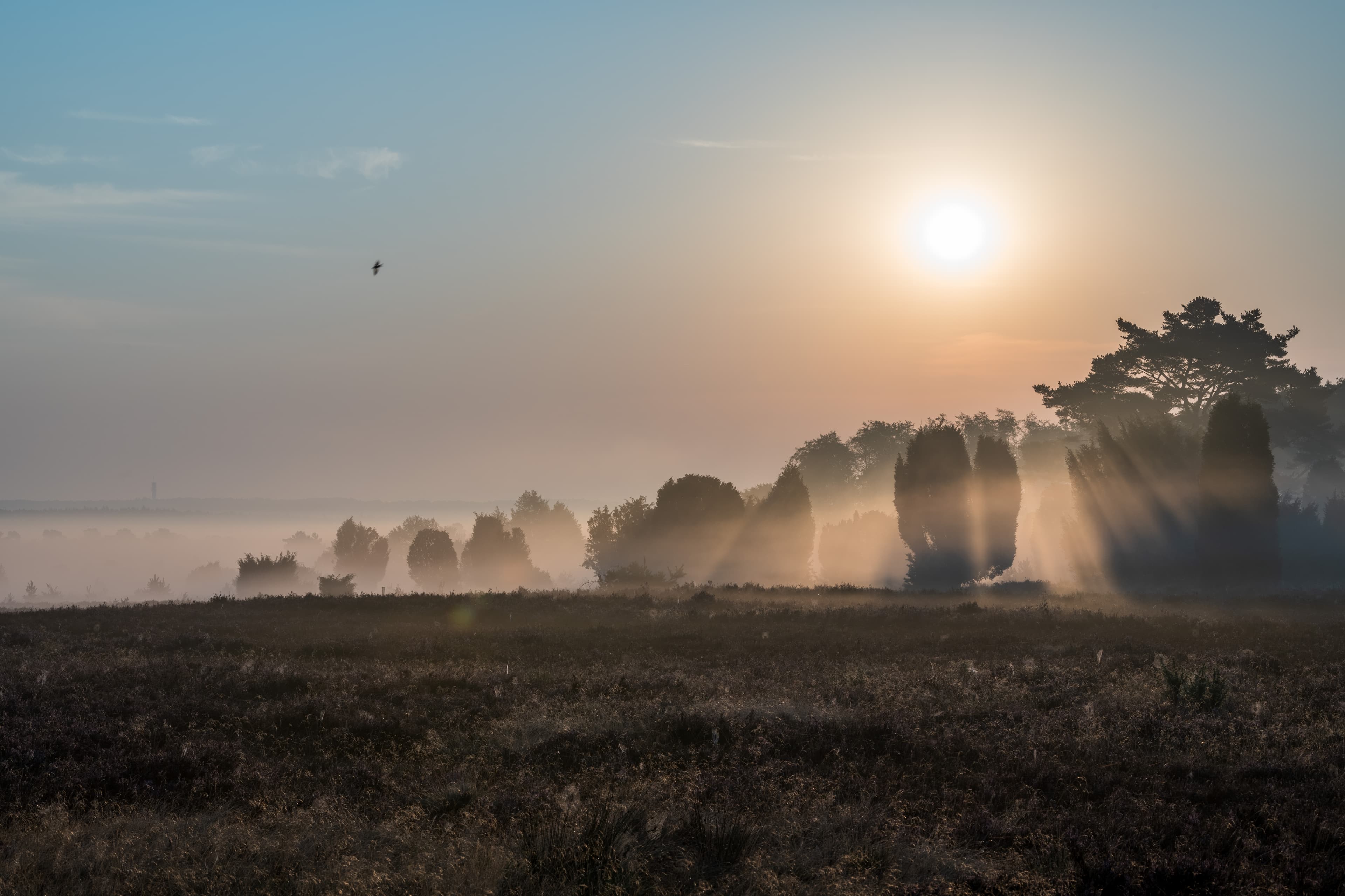 Morgennebel und Sonnenaufgang im Radenbachtal