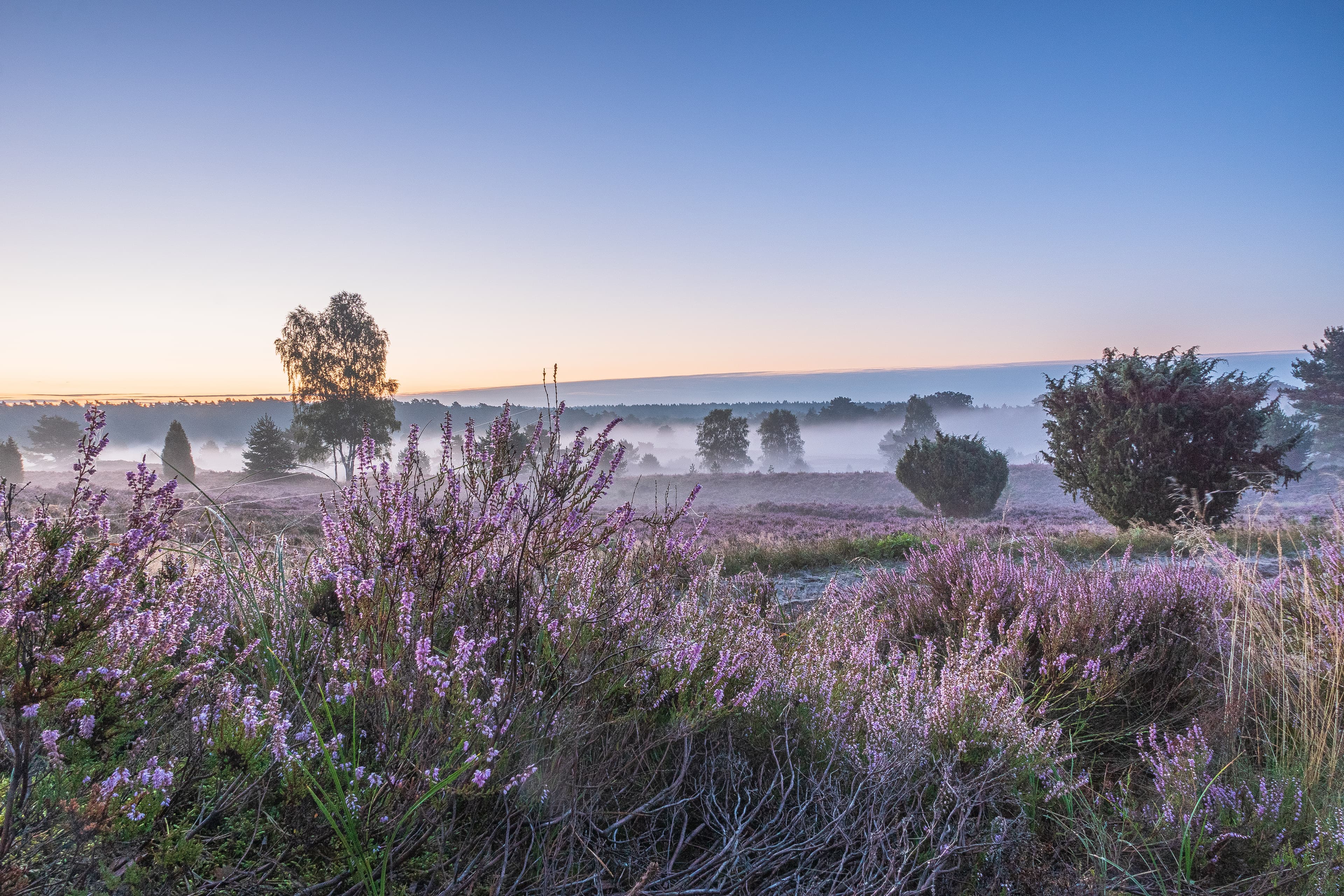 Wandern auf der Heideschleife Radenbachtal