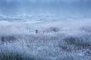 Frostiges Becklinger Moor im Winter