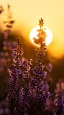 kostenloses Handyhintergrundbild Heidebluete-2