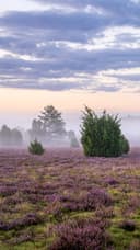 kostenloses Handyhintergrundbild Heidebluete-6