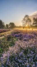 kostenloses Handyhintergrundbild Heidebluete-8