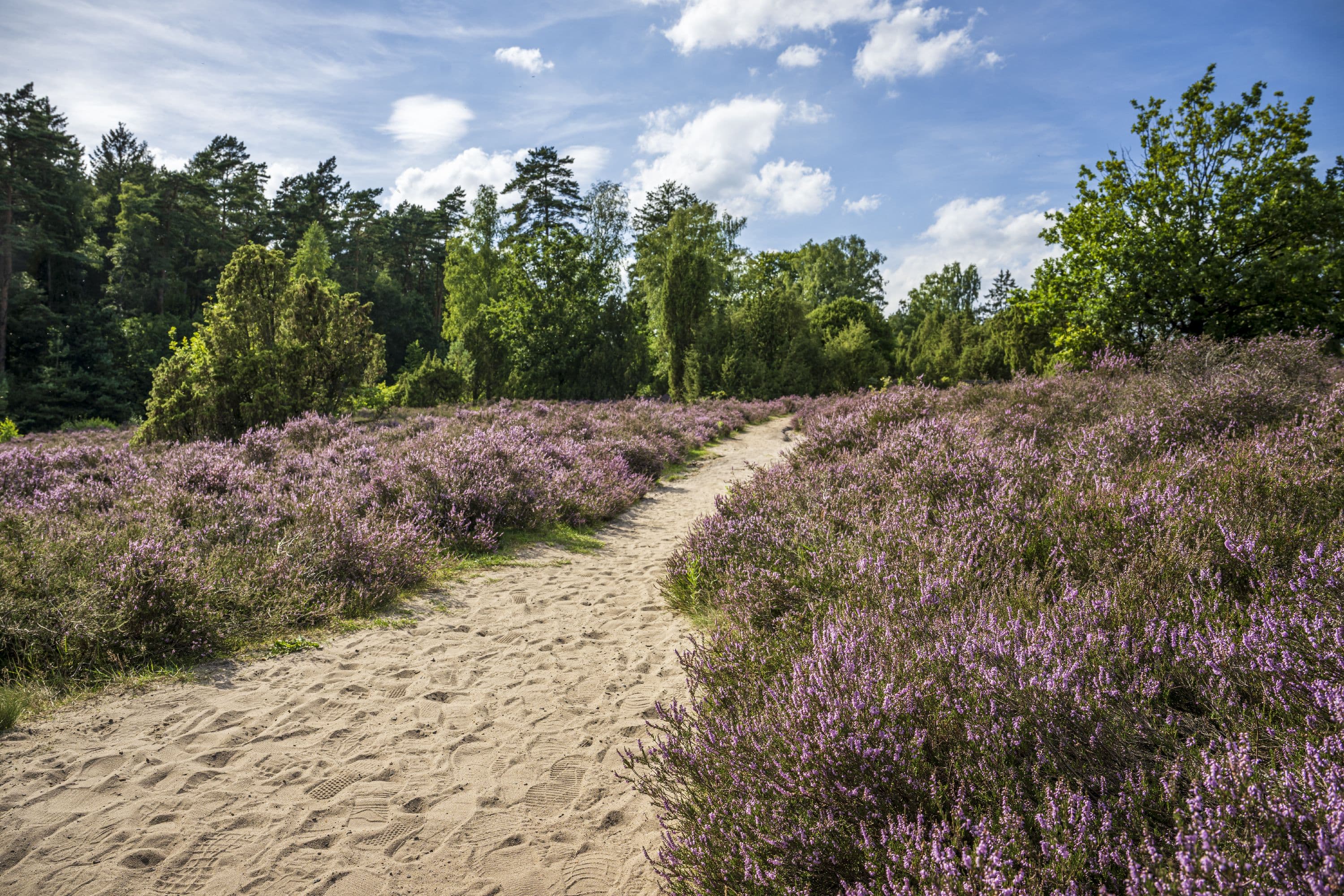 Der Wietzer Berg zur Heideblüte