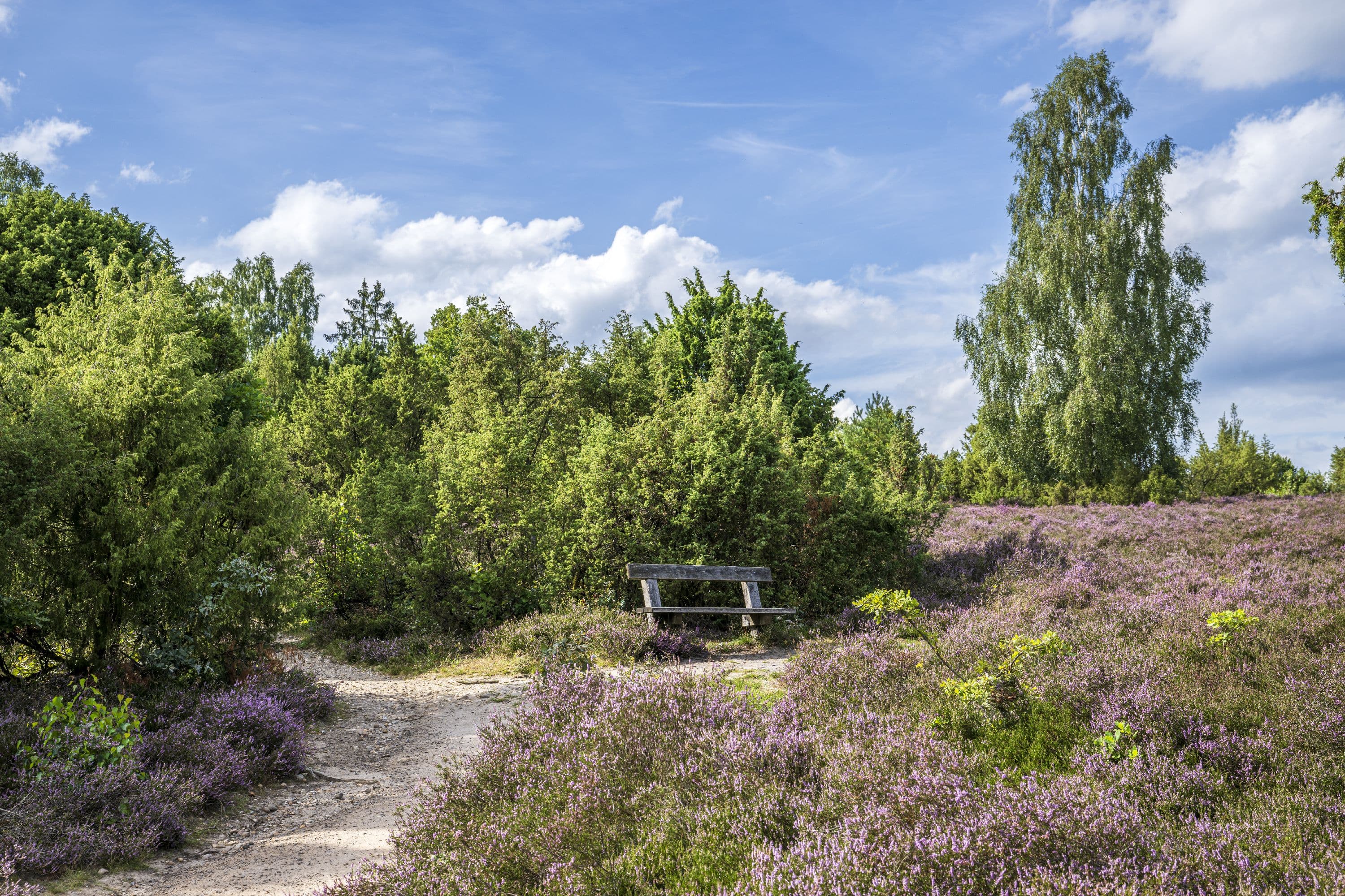 Bank am Wandwerweg bietet eine herrliche Aussicht über die Heide