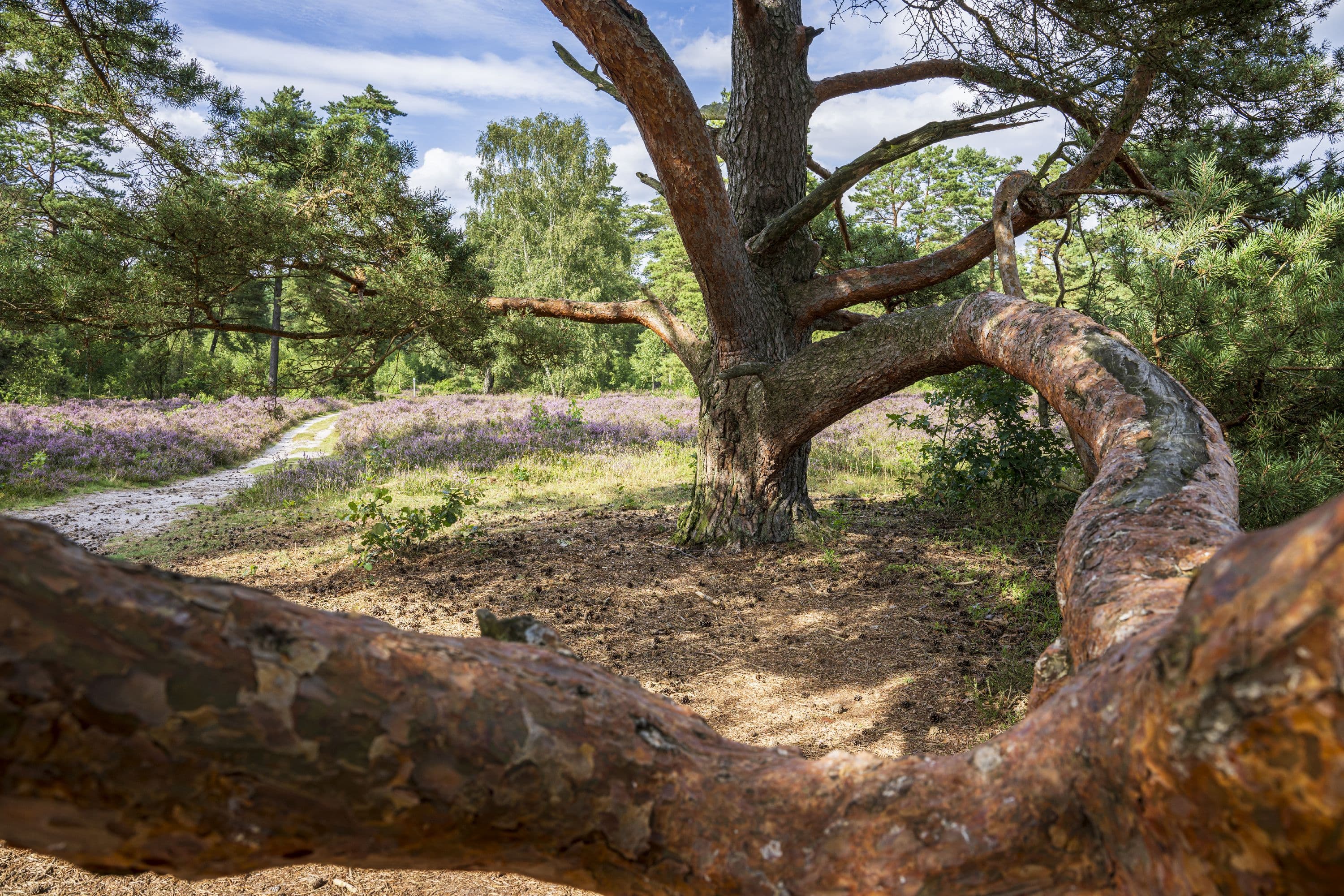 Wandern durch die abwechslungsreiche Heidelandschaft der Lüneburger Heide