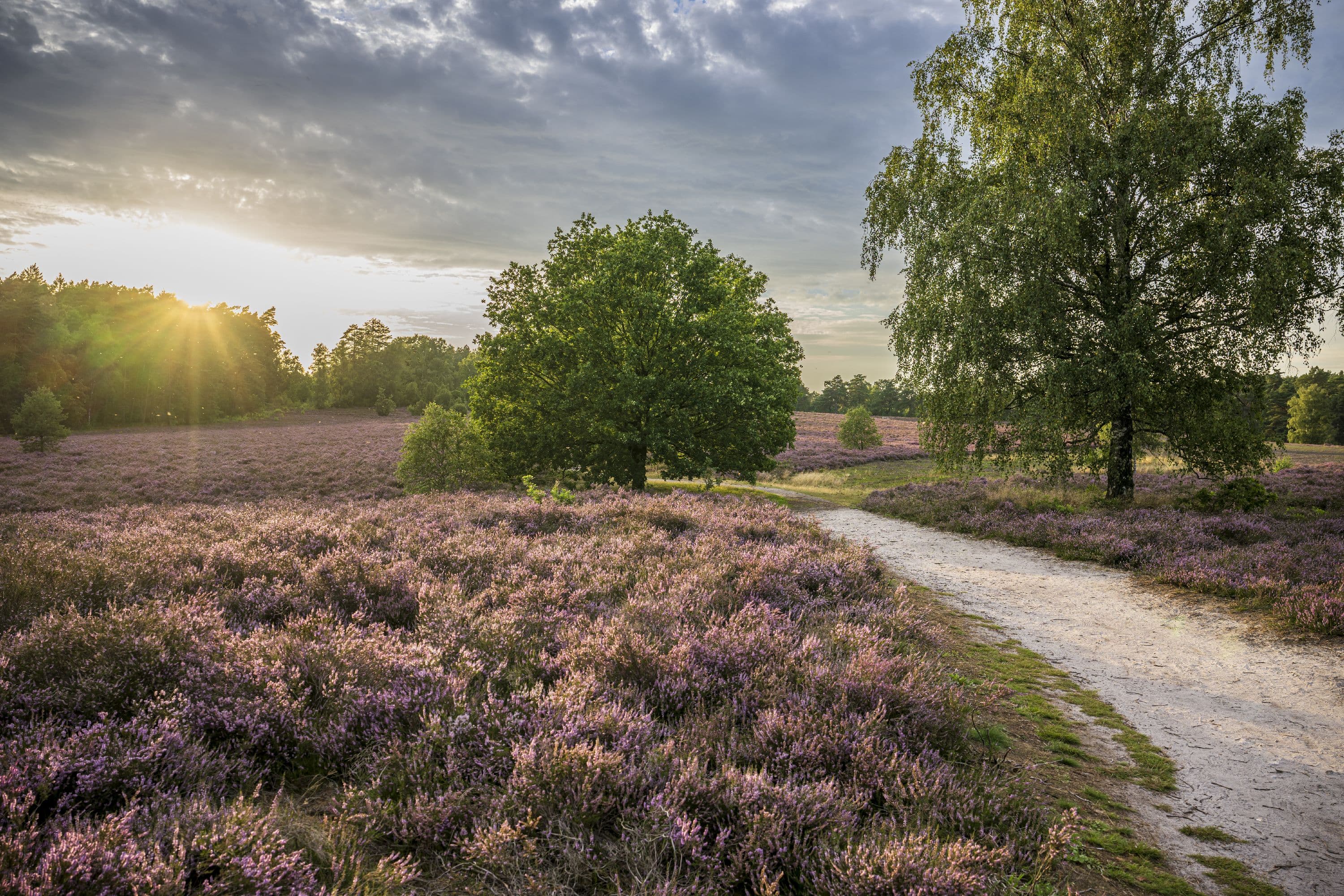 Mueden Wietzer Berg Südheide Wandern Heideschleife