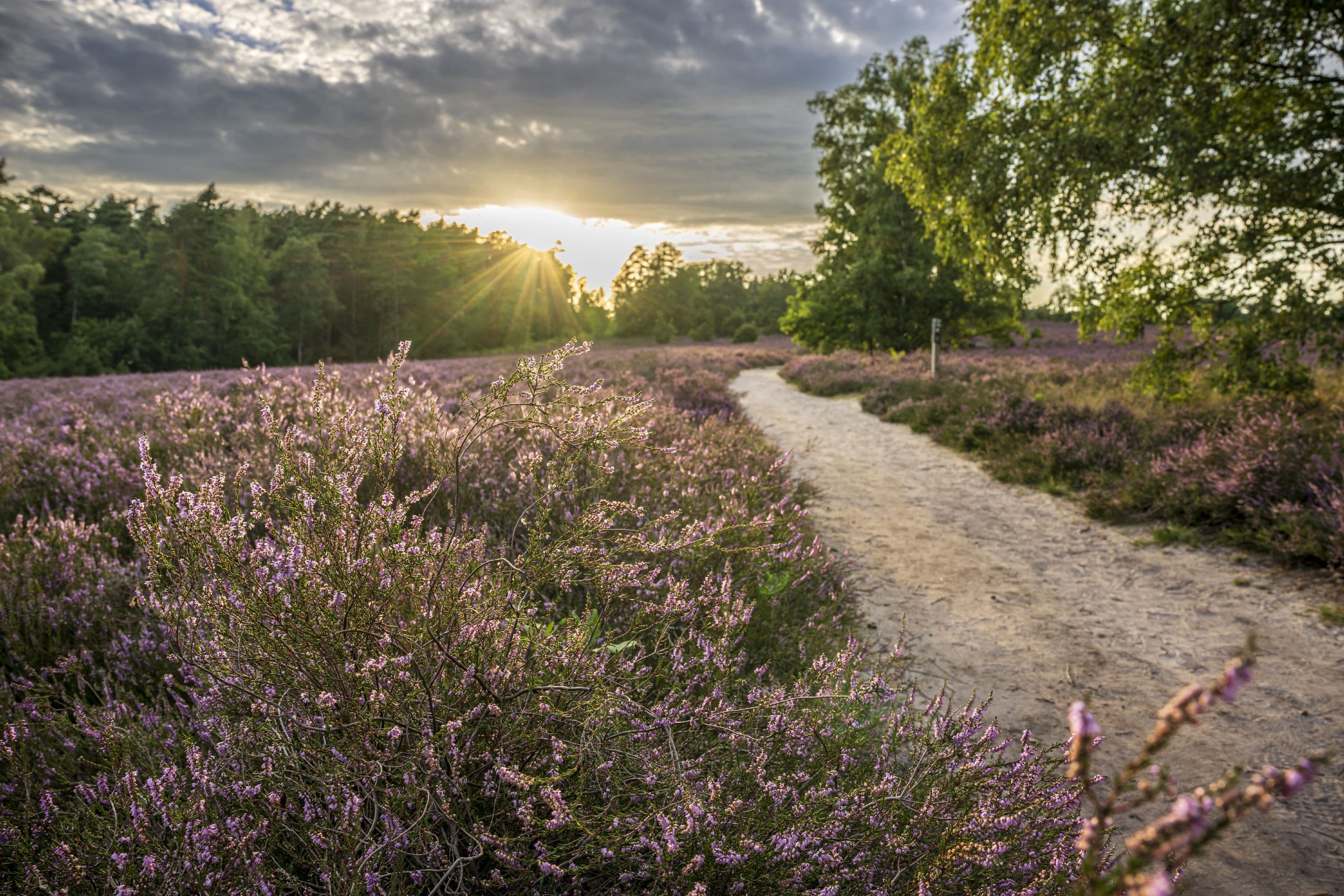 Sonnenaufgang auf dem Wietzer Berg