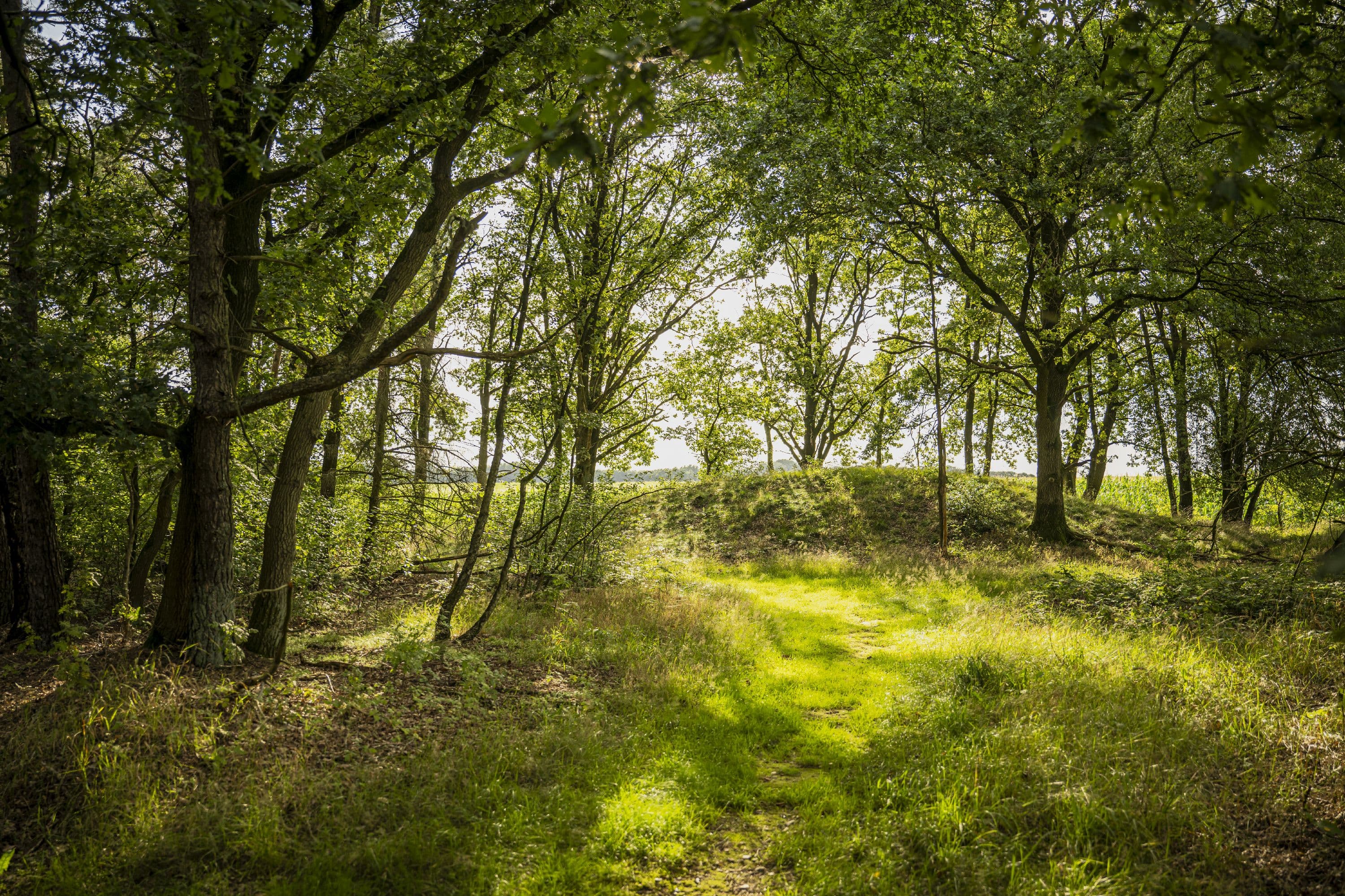 Abwechslungsreiche Landschaft rund um den Wietzer Berg