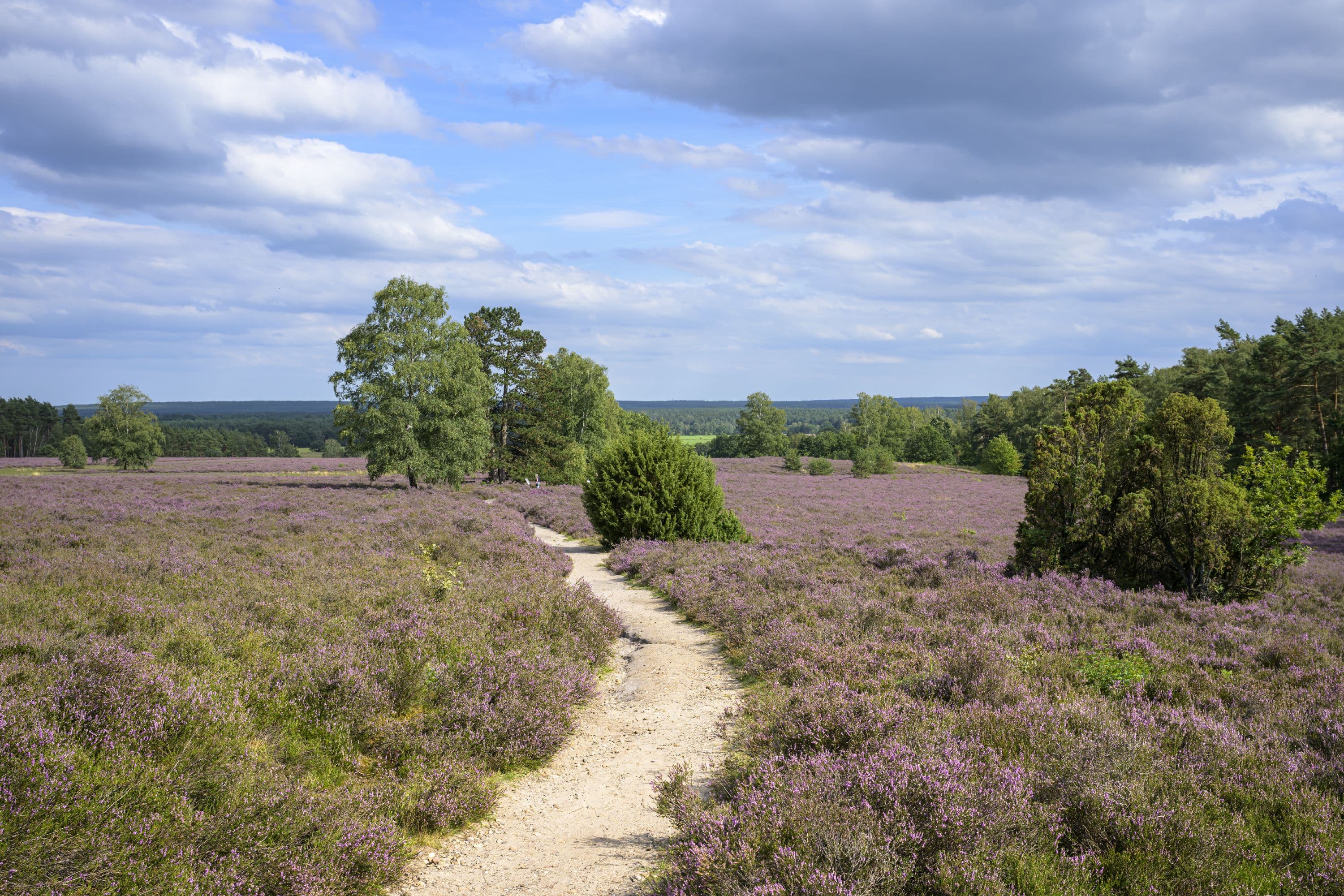 Schmale Wanderpfade führen durch die blühende Heide