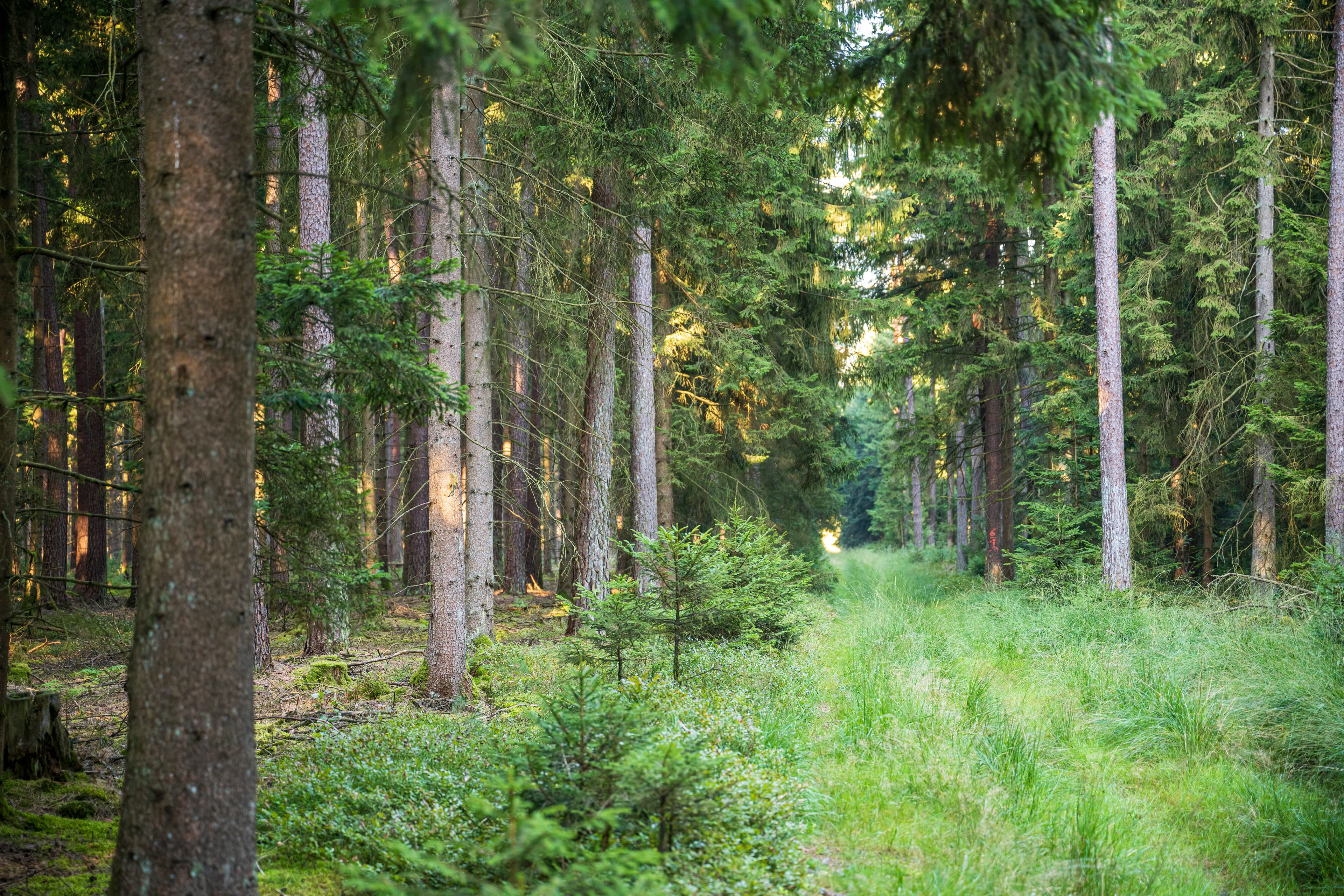 Idyllisches Waldgebiet am Wanderweg