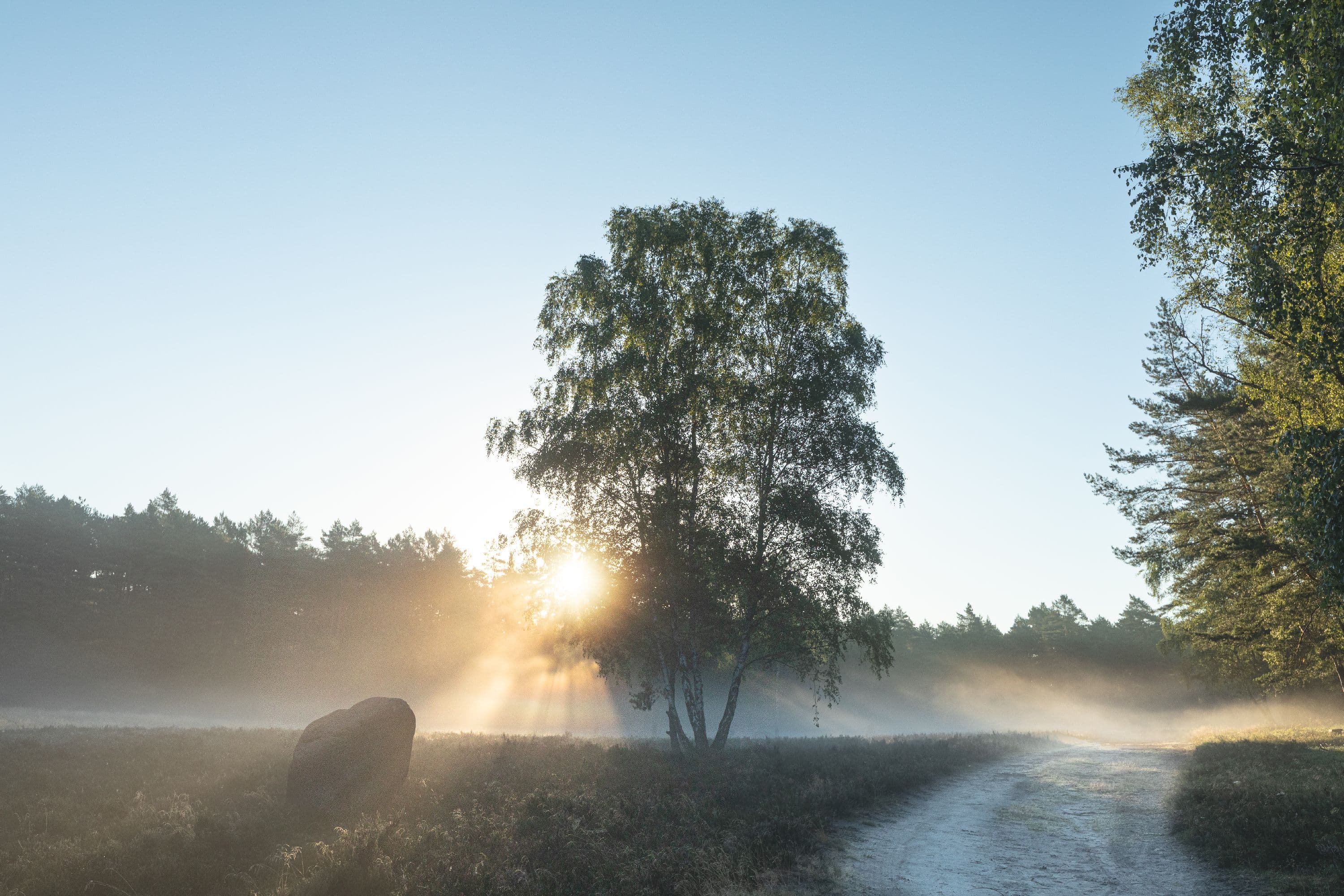 Die Meißendorfer Heidefläche im Sonnenaufgang