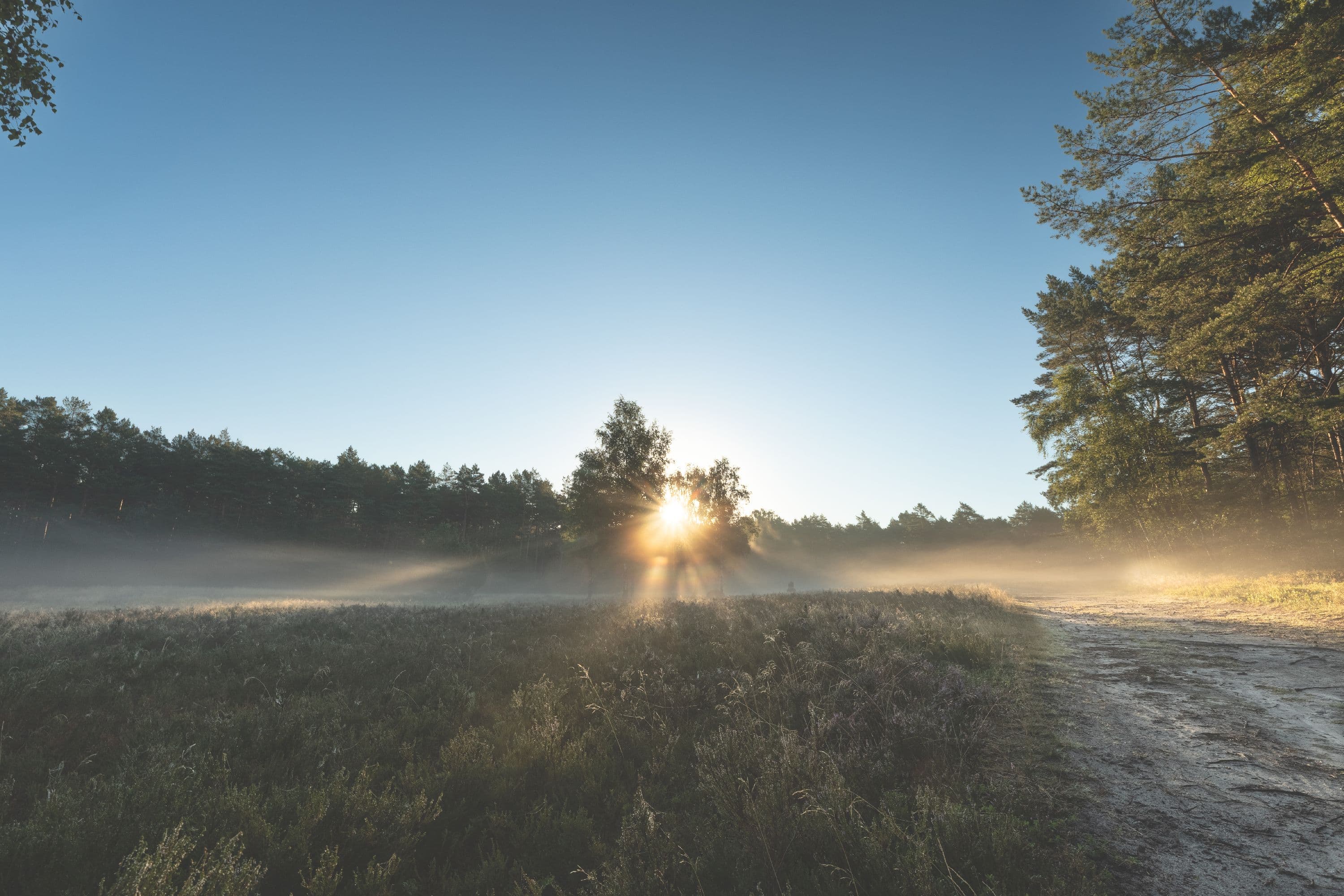 Meissendorfer Heidefläche Südheide