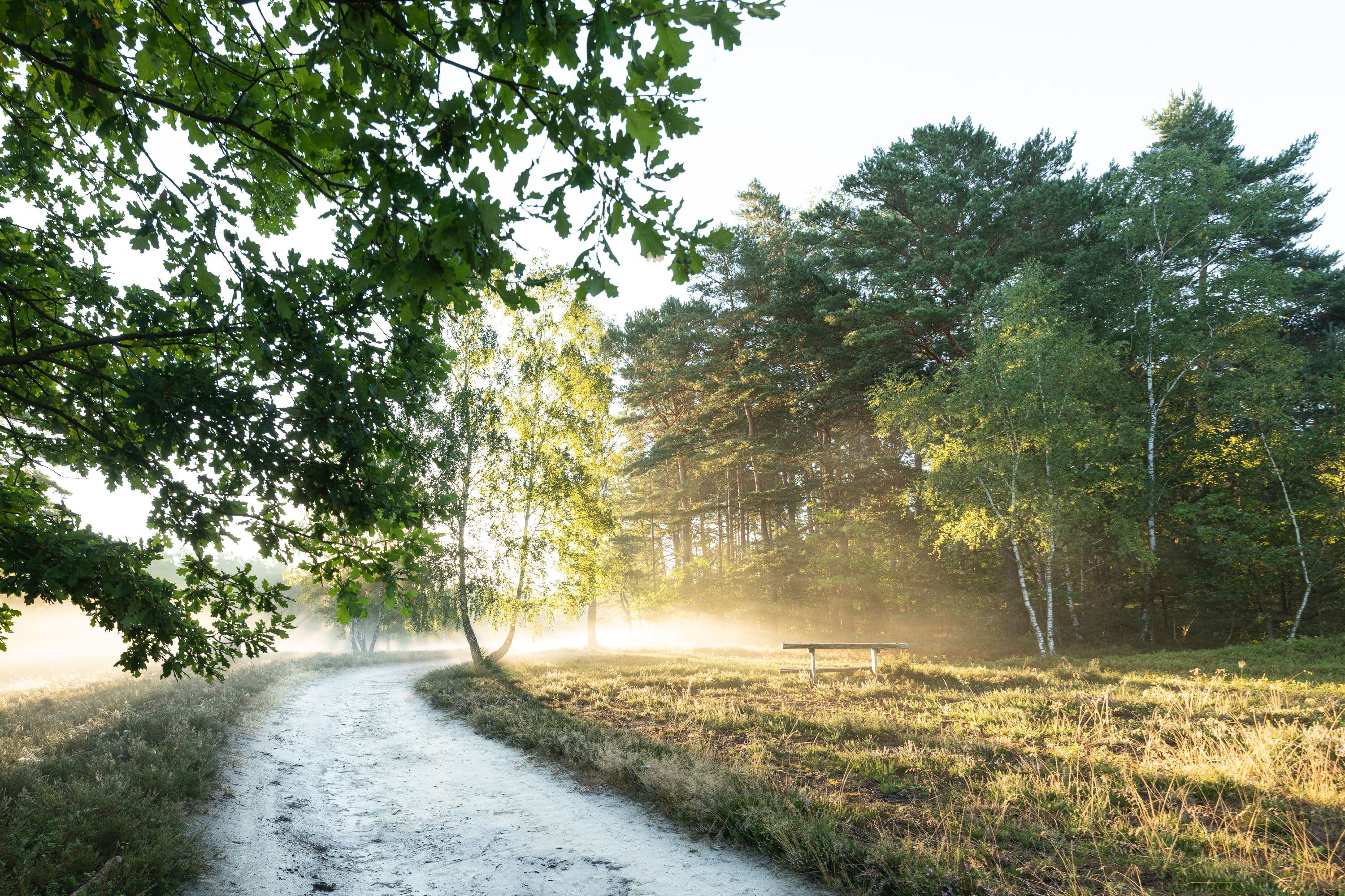 Die von Wald umsäumte Heidefläche