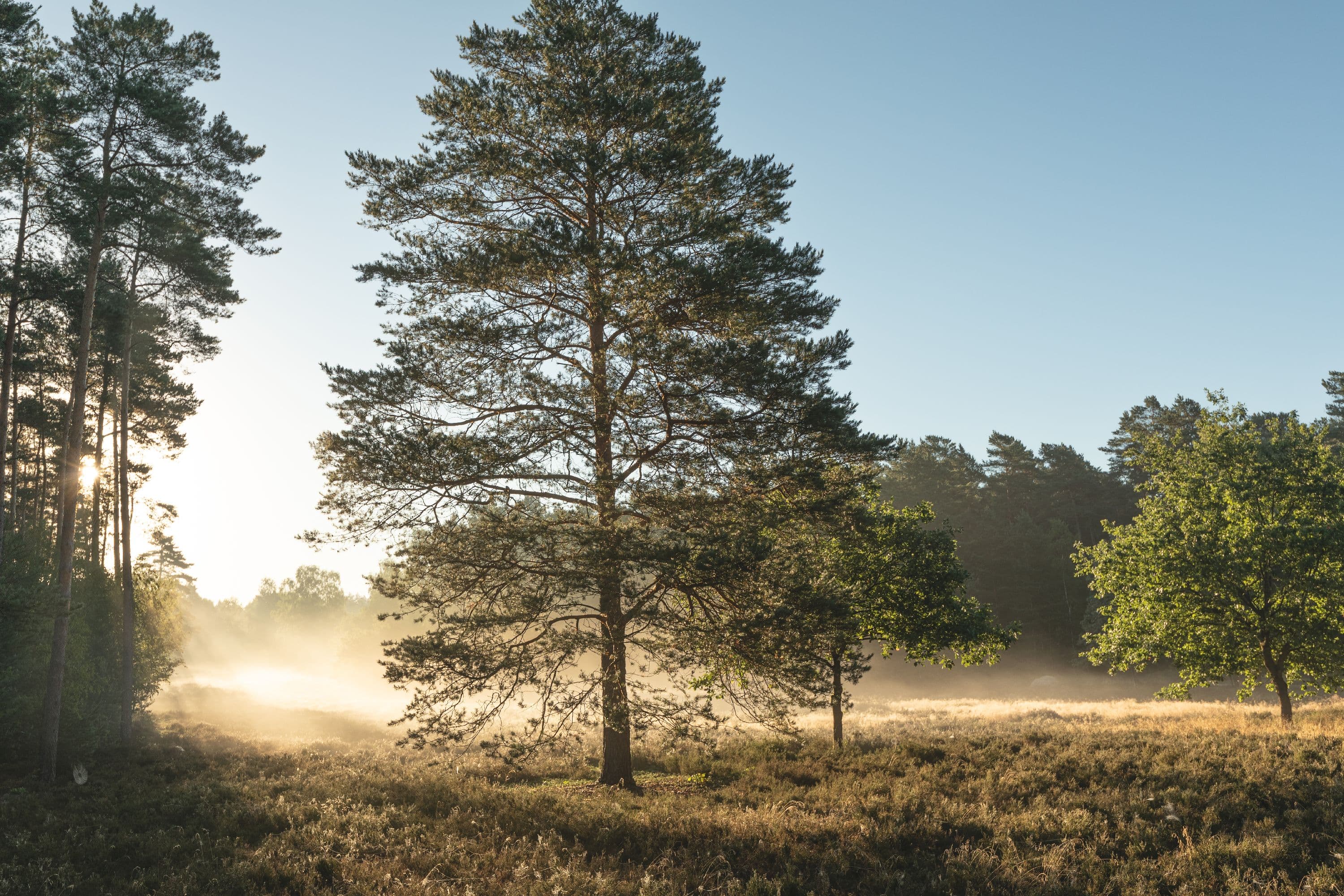 Meißendorfer Heidefläche in den Morgenstunden