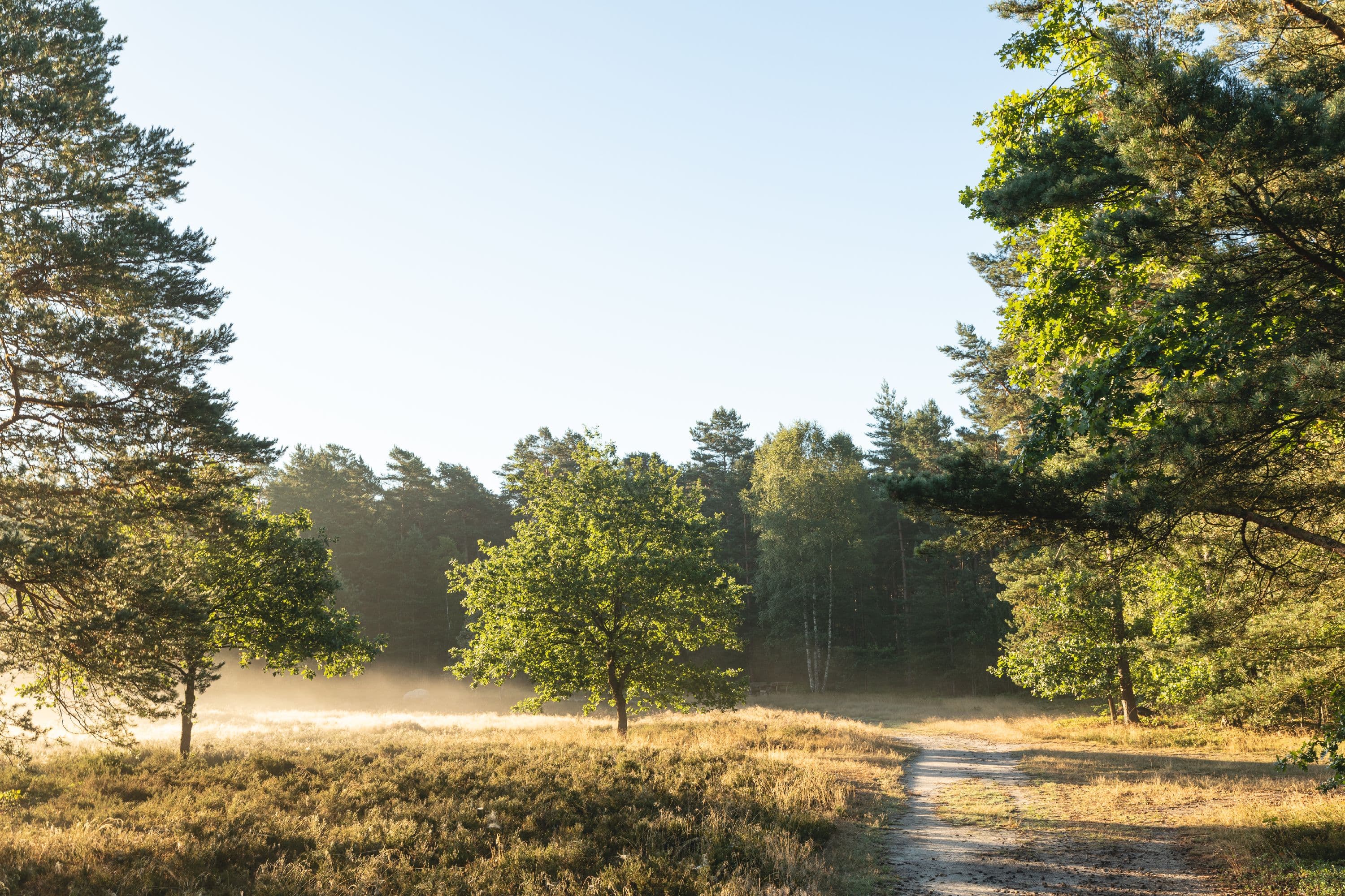 Meissendorfer Heidefläche Südheide