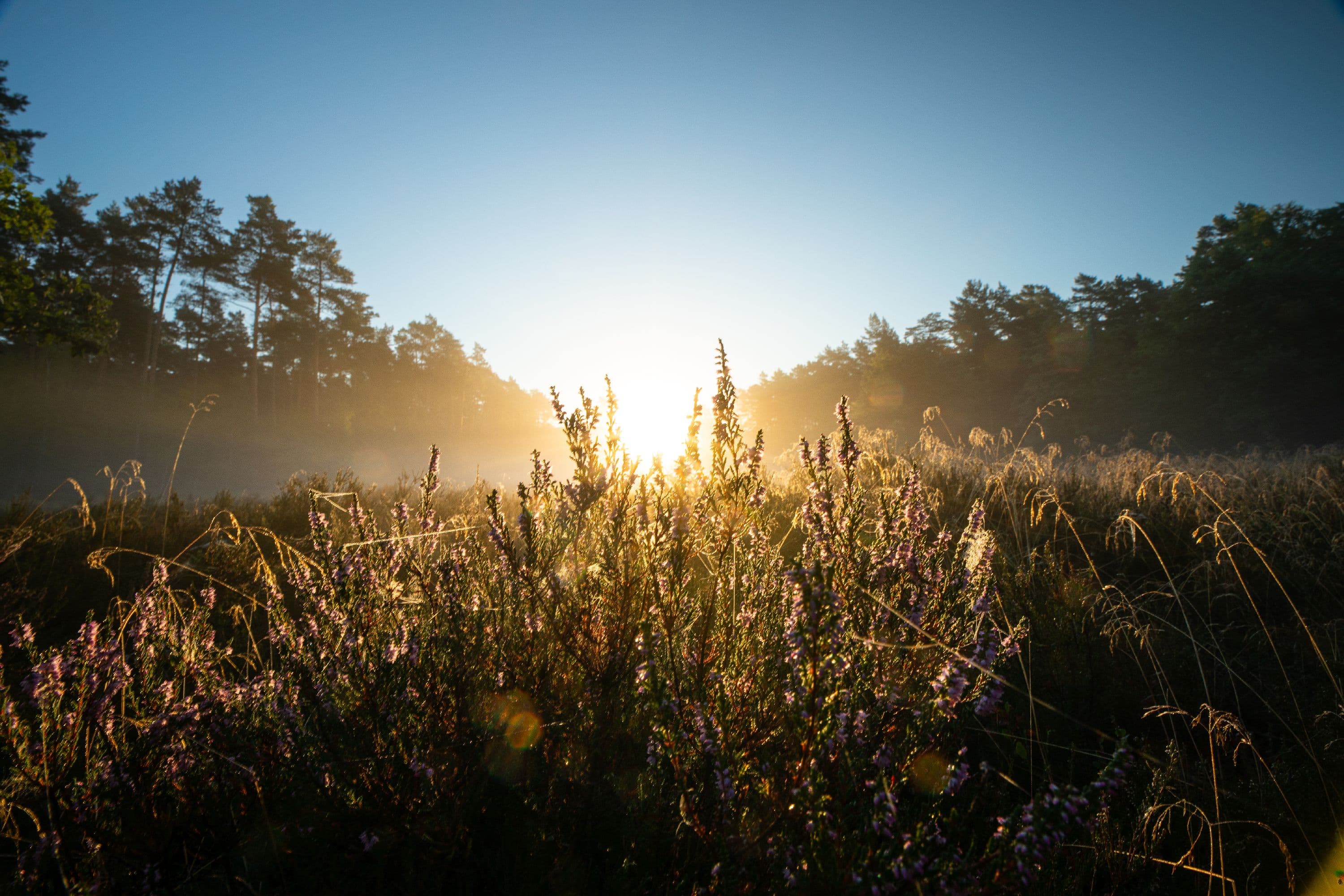 Sonnenaufgang über der blühenden Heide