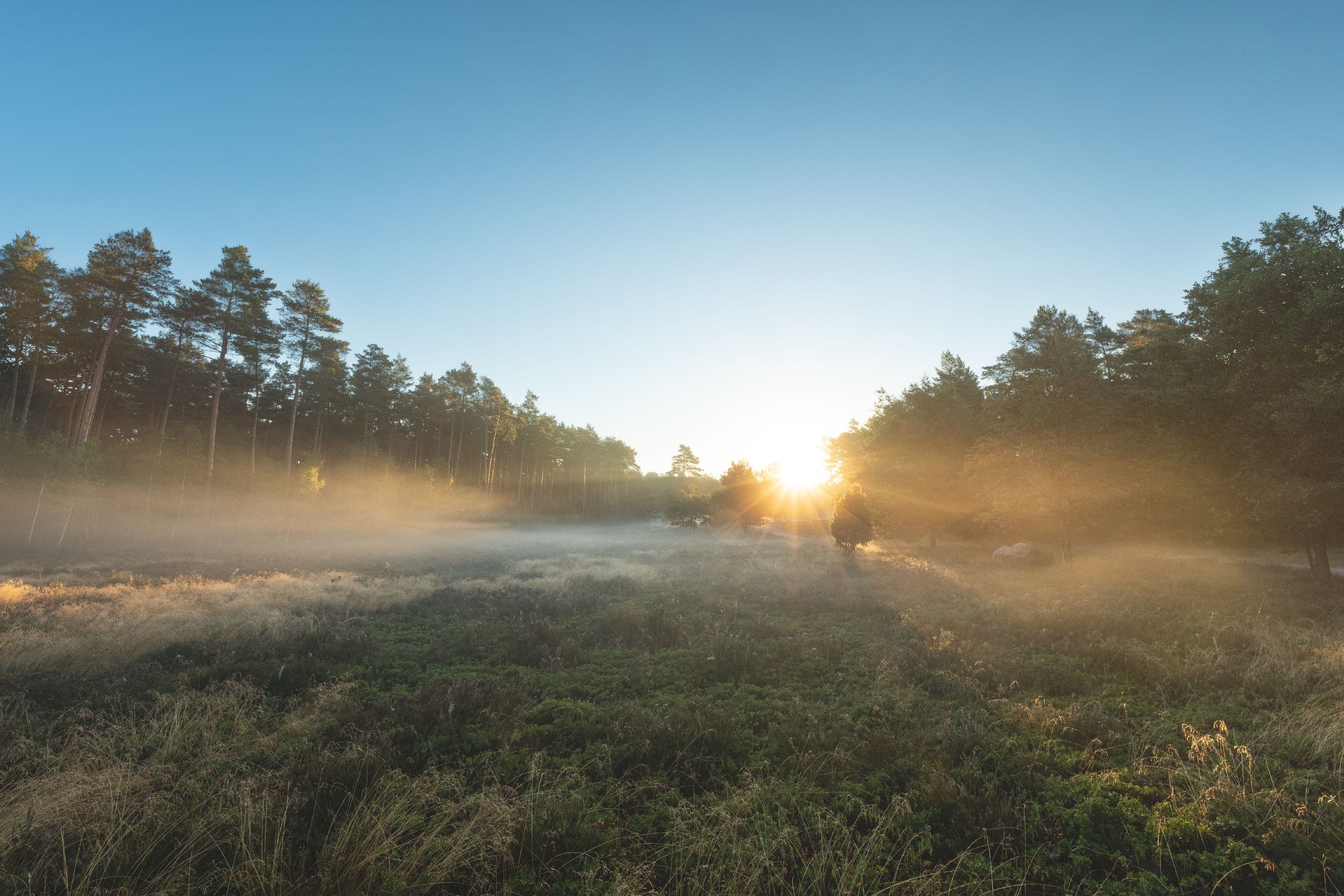 Frühnebel über der Heidefläche