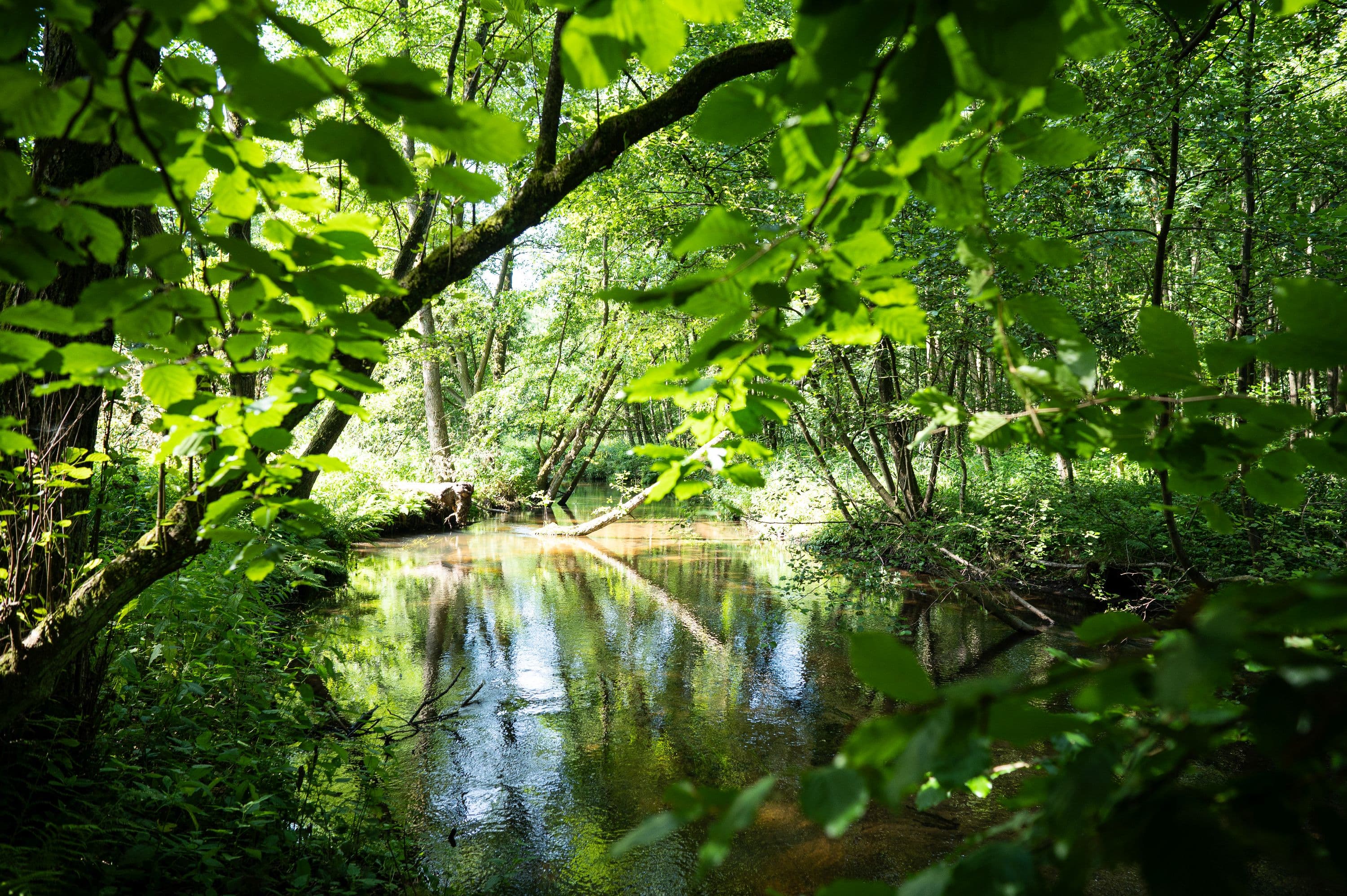 Blick auf die Örtze auf dem Fluss-Wald-Erlebnispfad