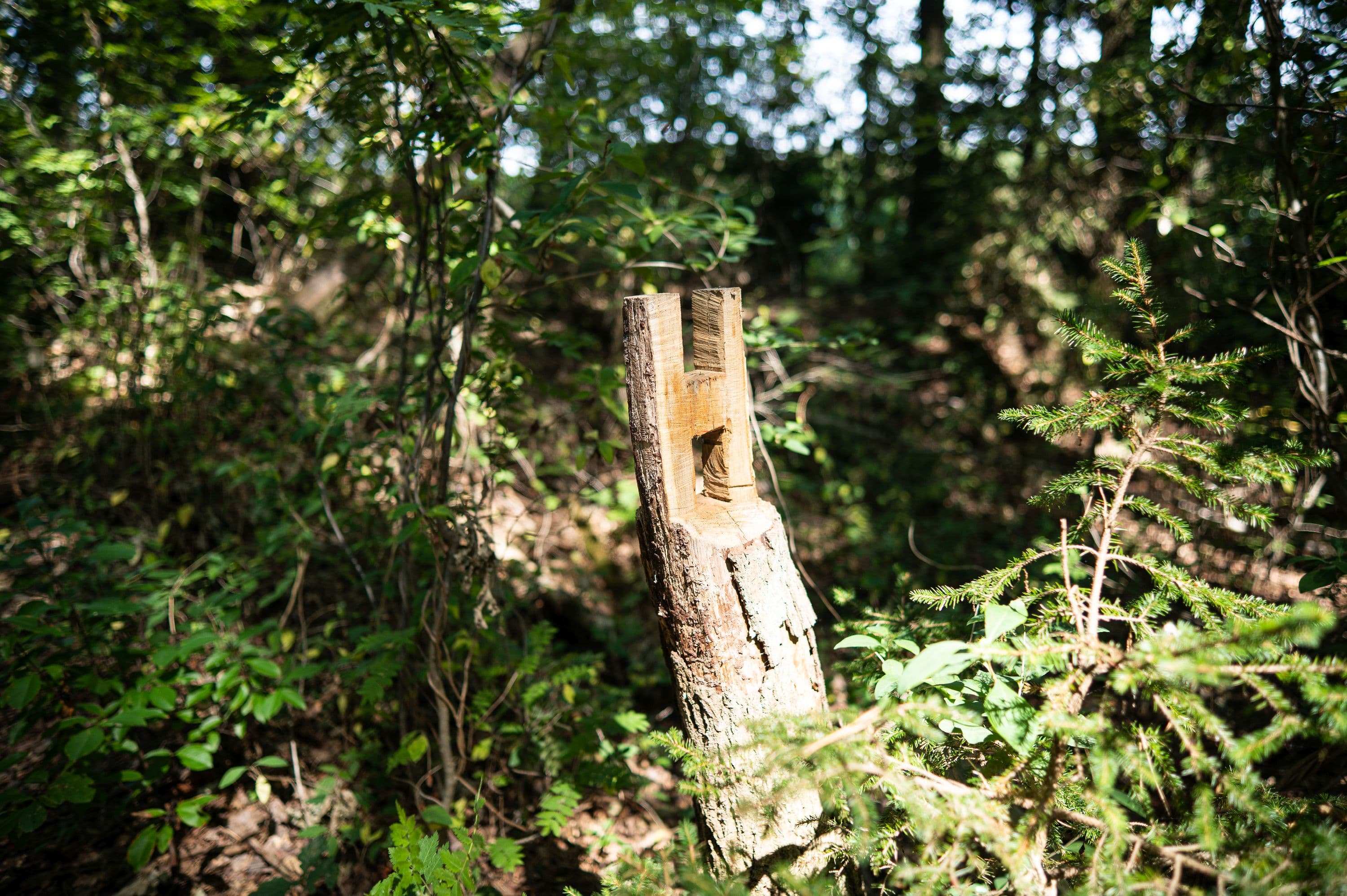Wandern auf dem Heidschnuckenweg, der auch hier entlangführt