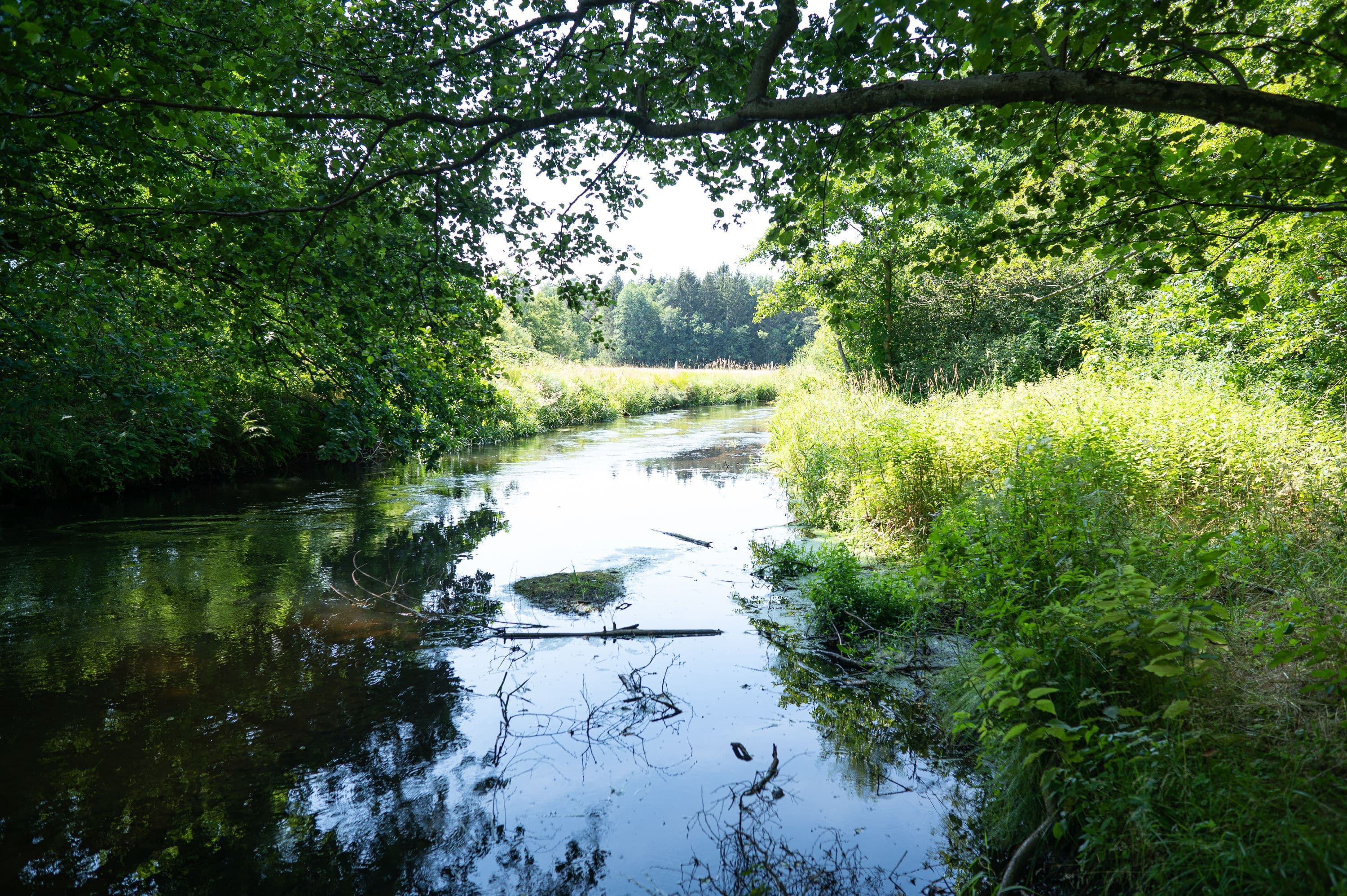 Blich auf die Örtze vom Wanderweg aus