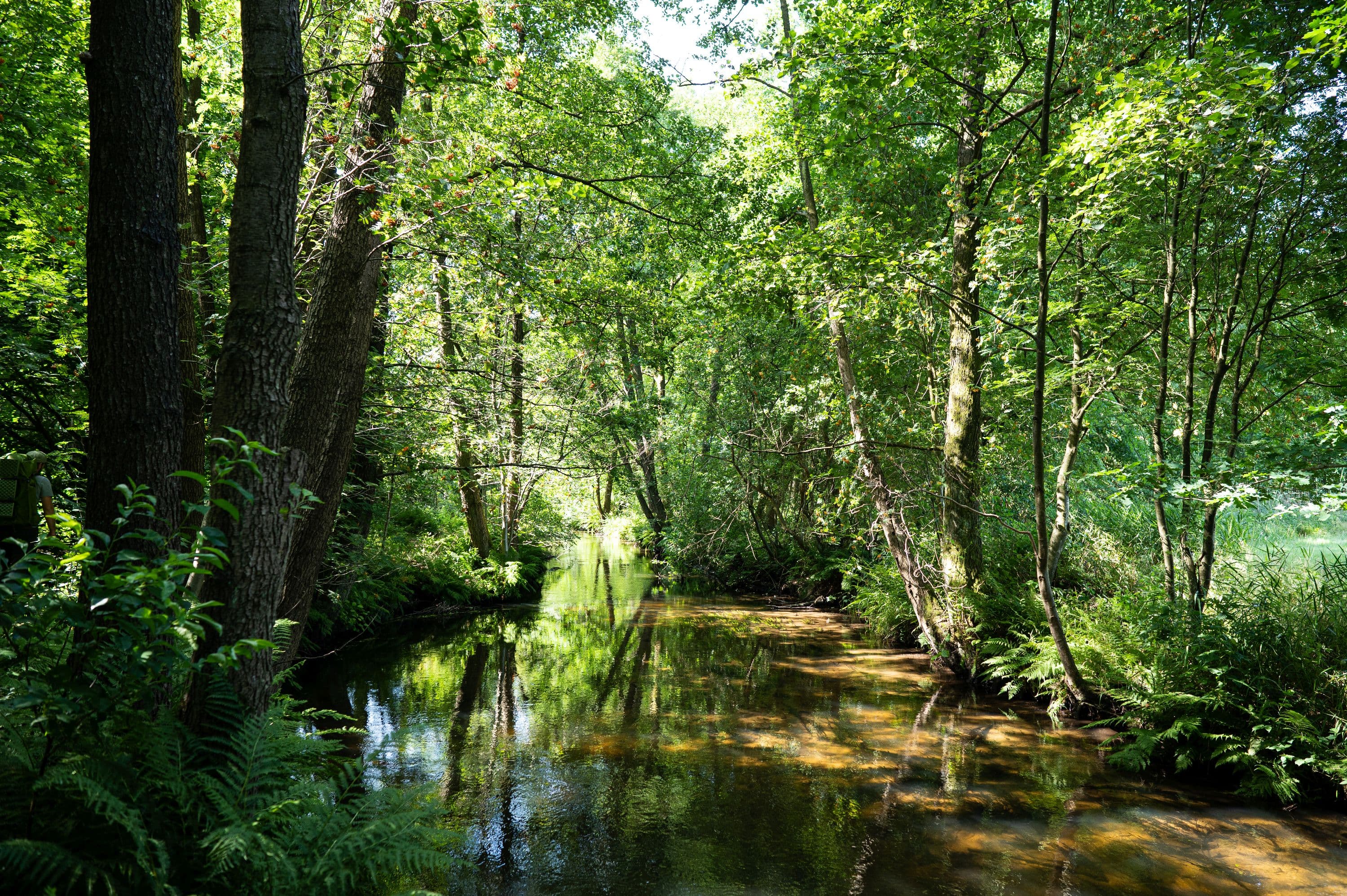 Der Heidefluss Örtze