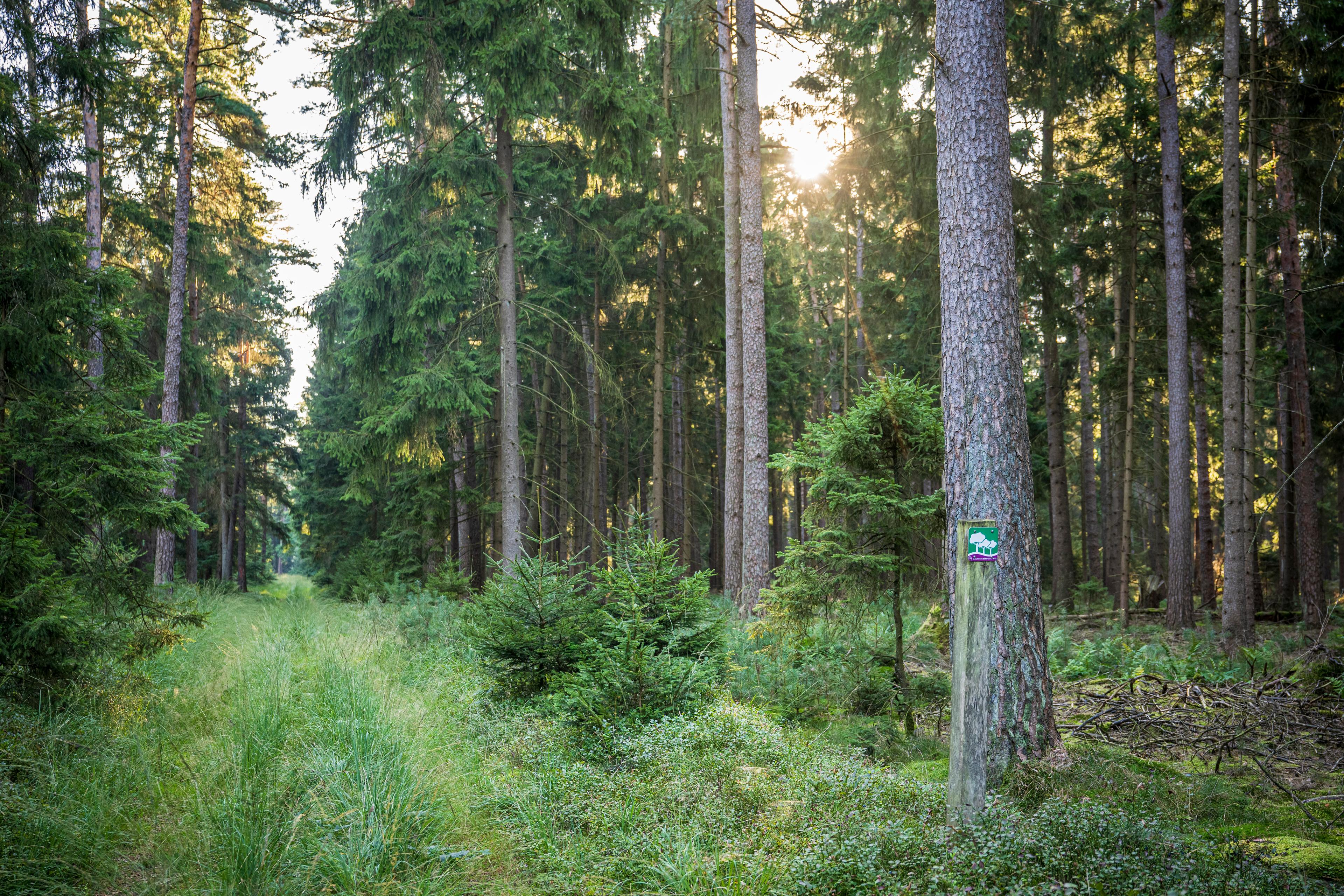 Dichter Wald auf der Wandertour