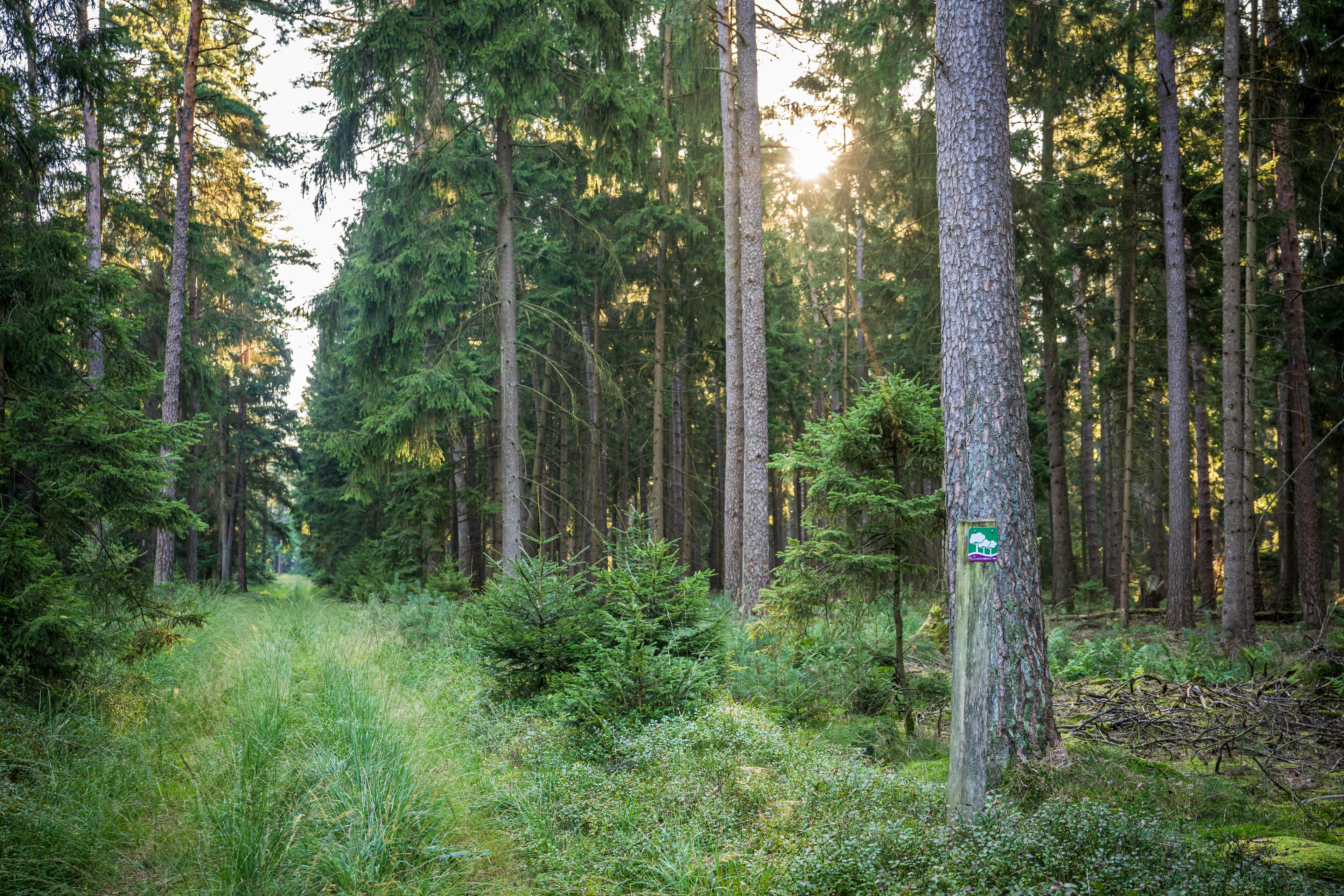 Der Rundwanderweg führt durch idyllische Waldgebiete