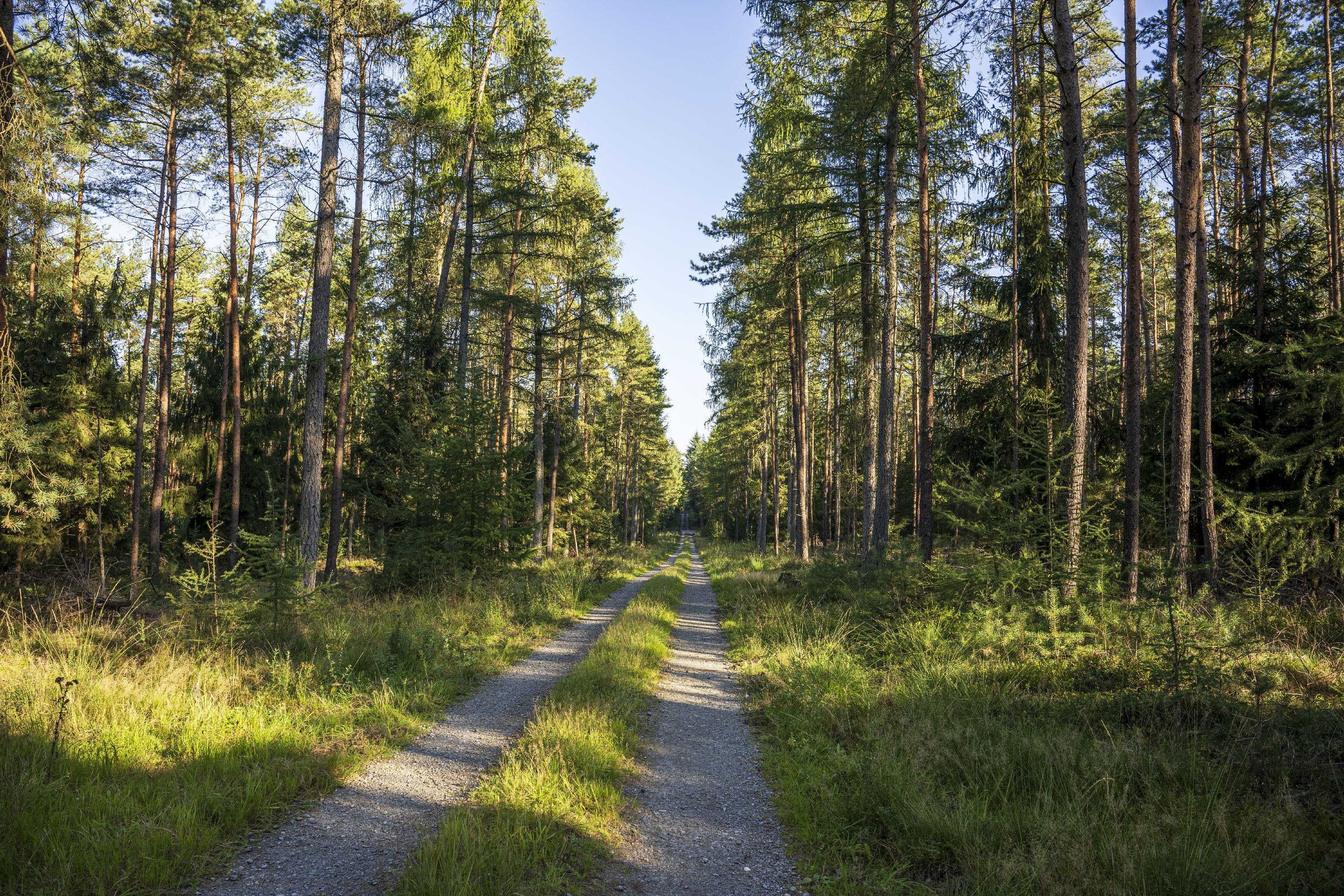 Wandern durch dichten Wald auf dem Rundwanderweg