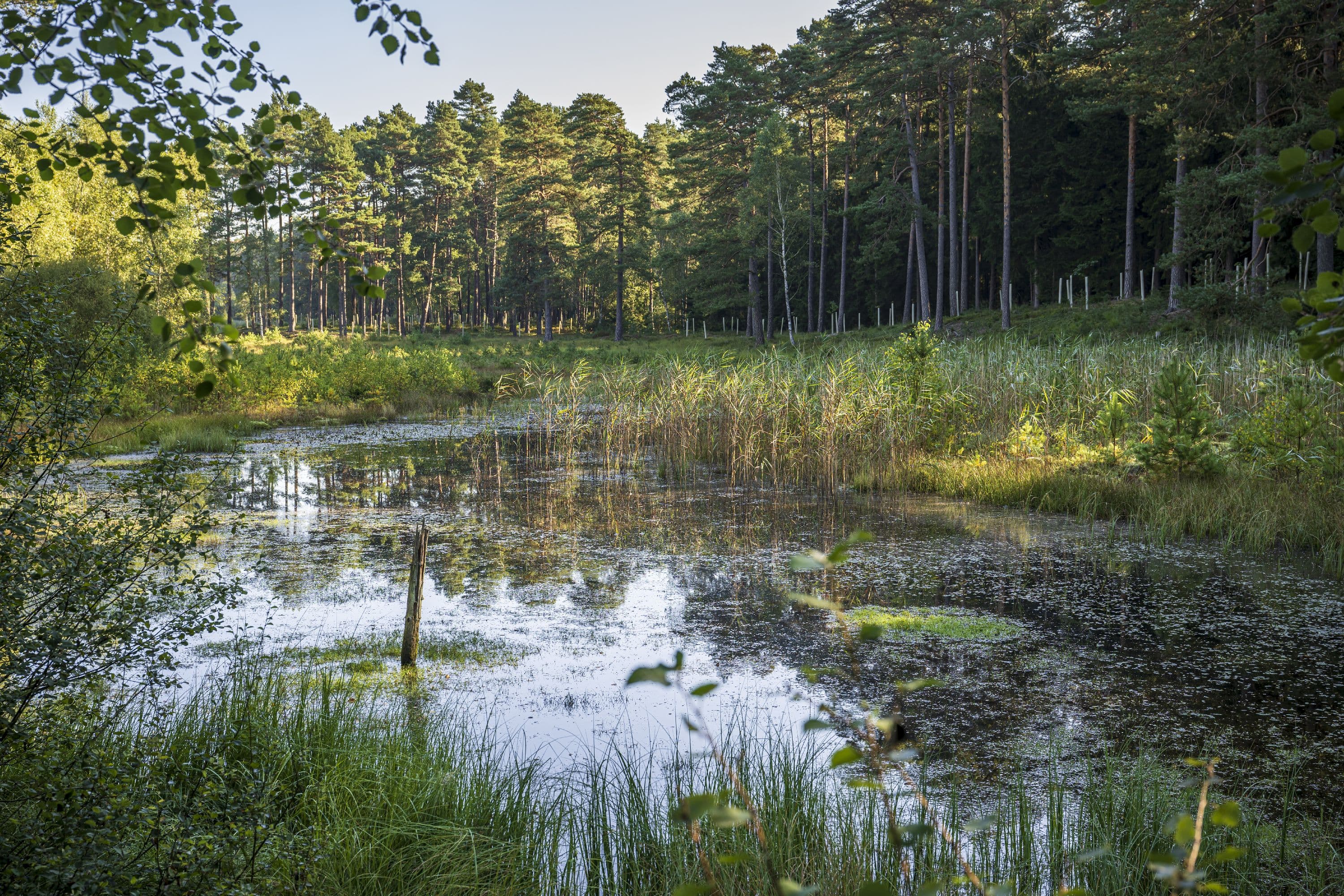 W13 Wanderparadies Südheide Moor Ahrbeck