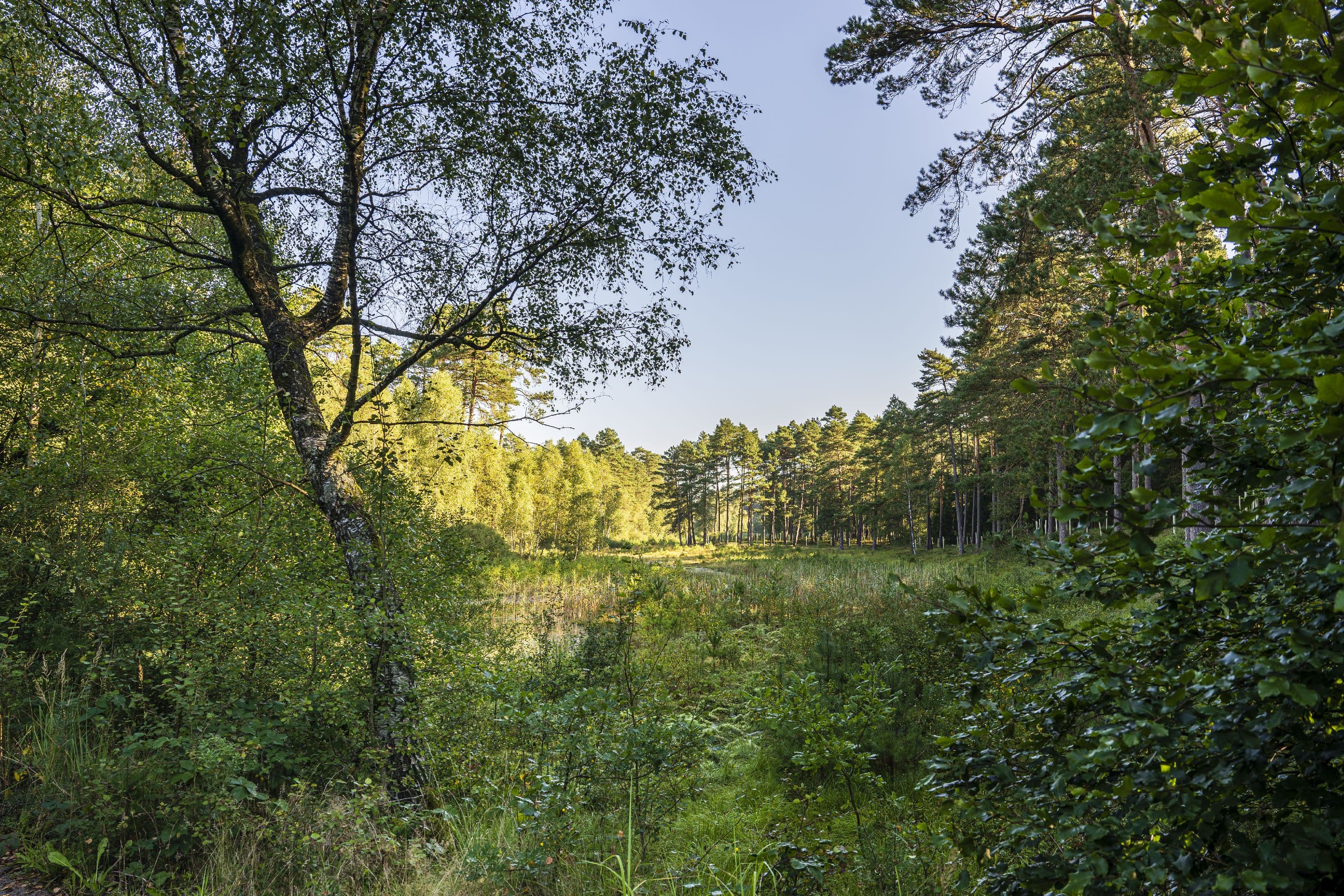 Quellbereich der Lutter