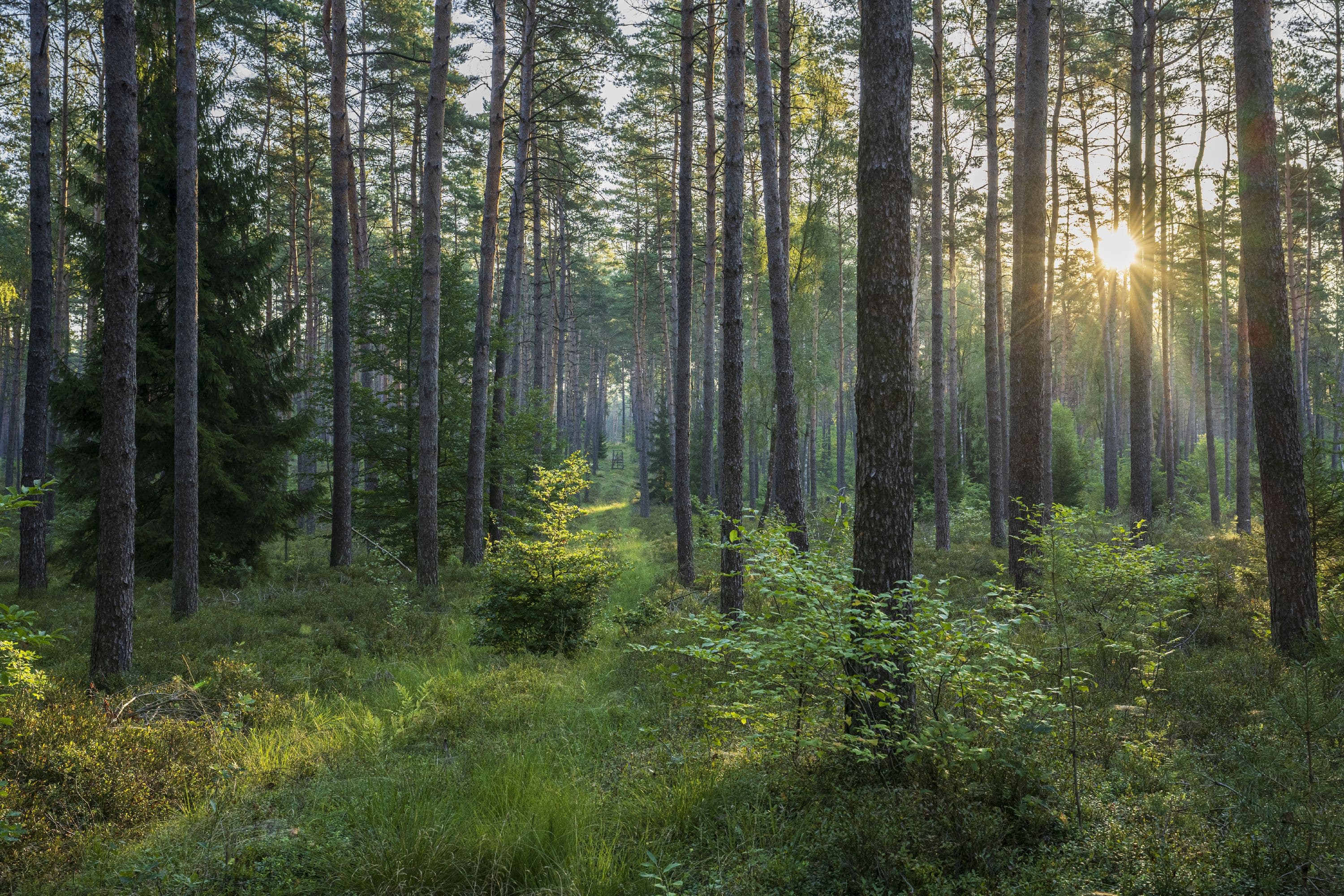 Dichter Wald entlang des Wanderweges
