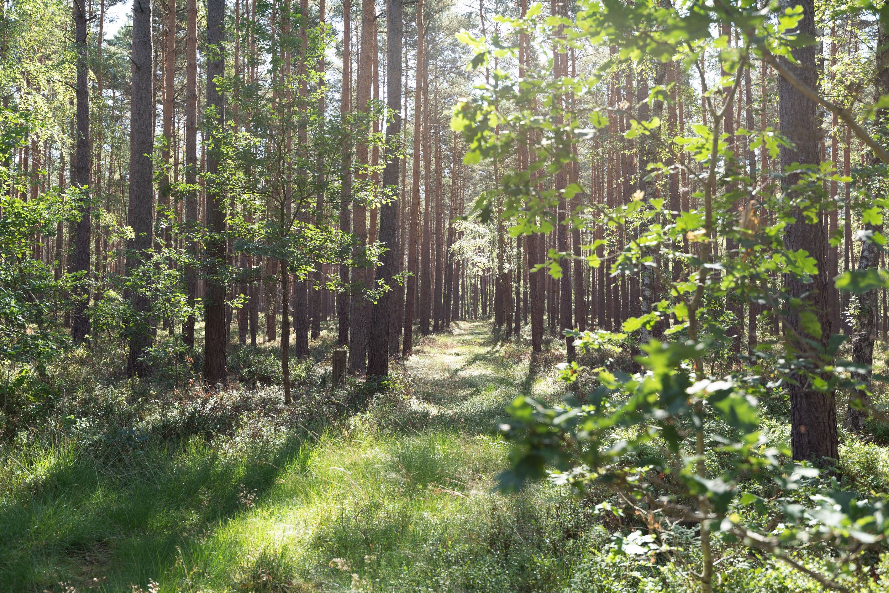 Wandern durch dichte Waldgebiete der Lüneburger Heide