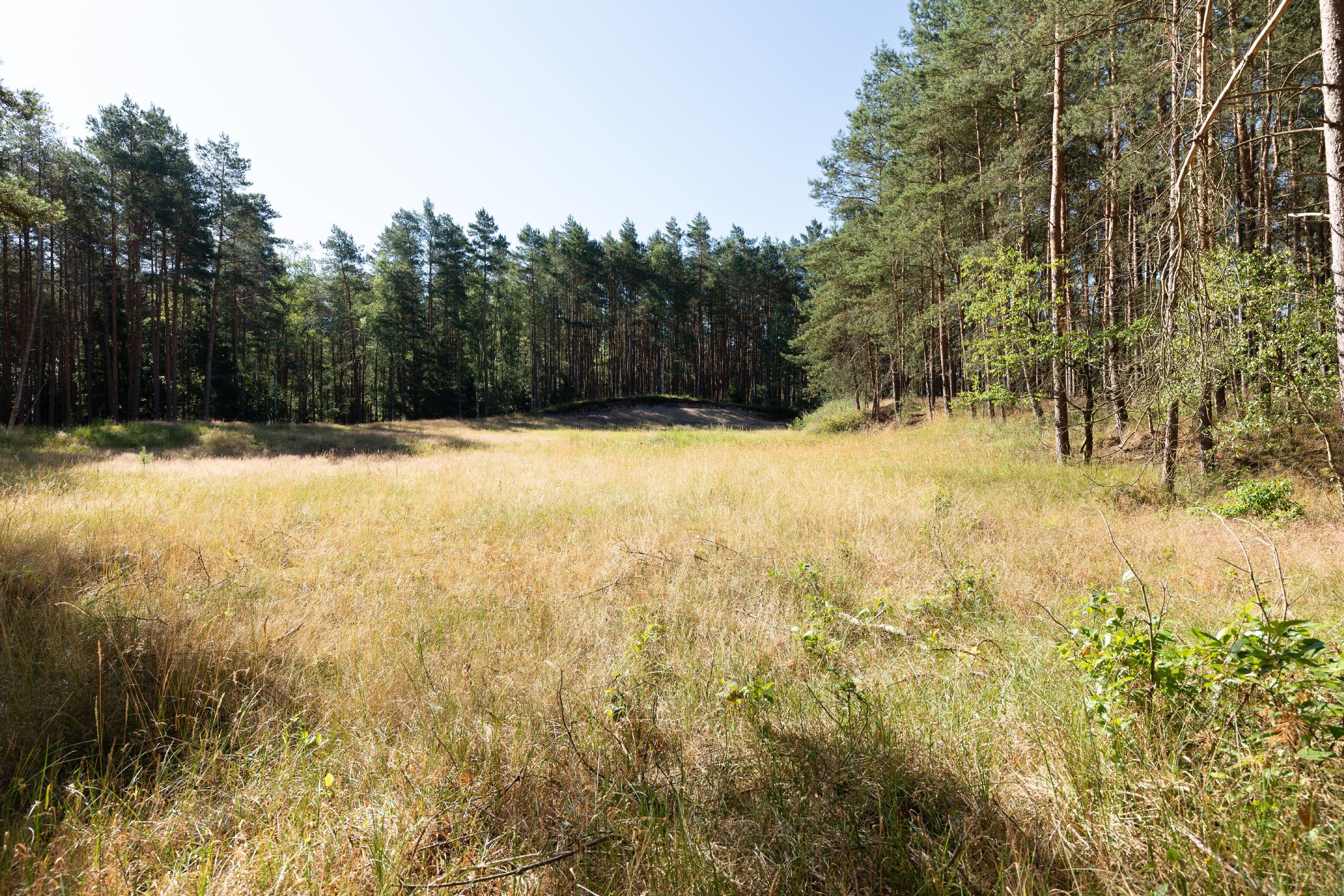 Wandern durch dichte Waldgebiete der Lüneburger Heide