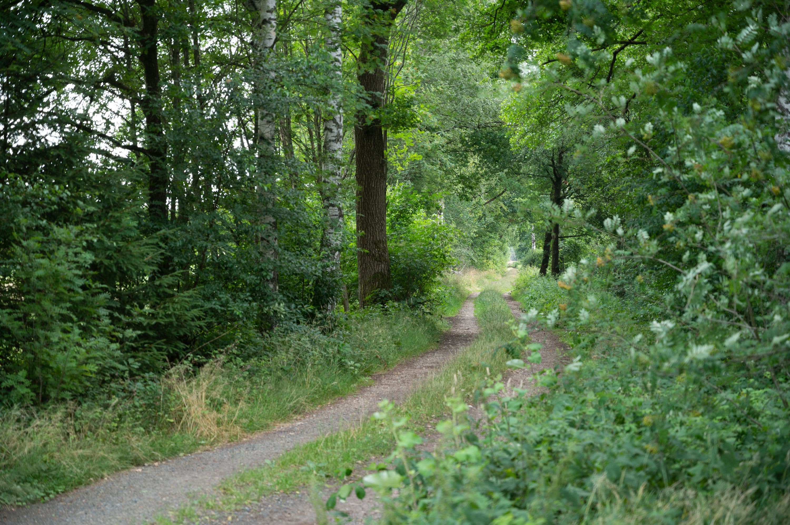 Idyllischer Weg durch den Wald