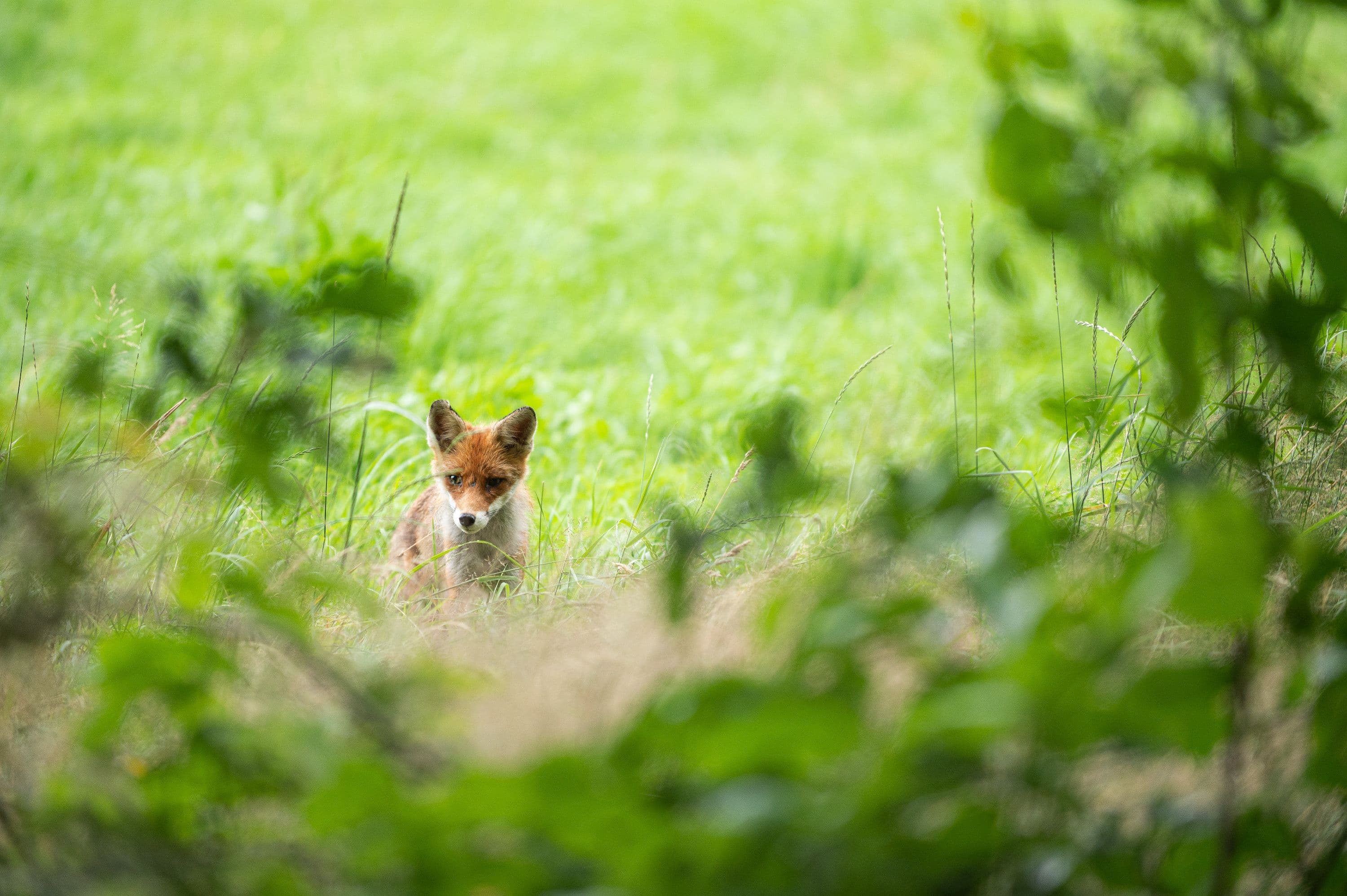 Fuchs-Beobachtung am Wegesrand