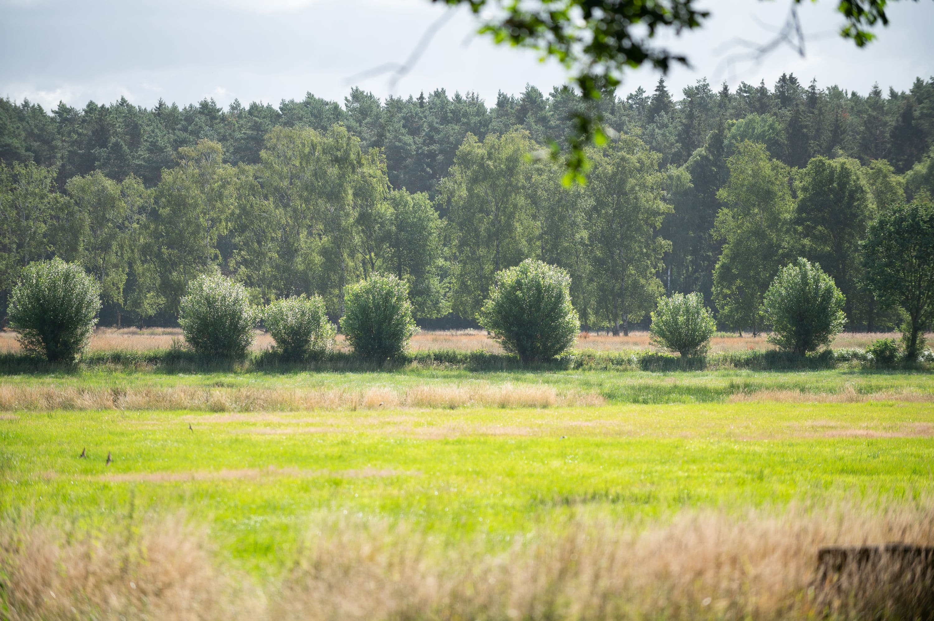 Herrlich grüne Landschaft entlang des Wanderweges